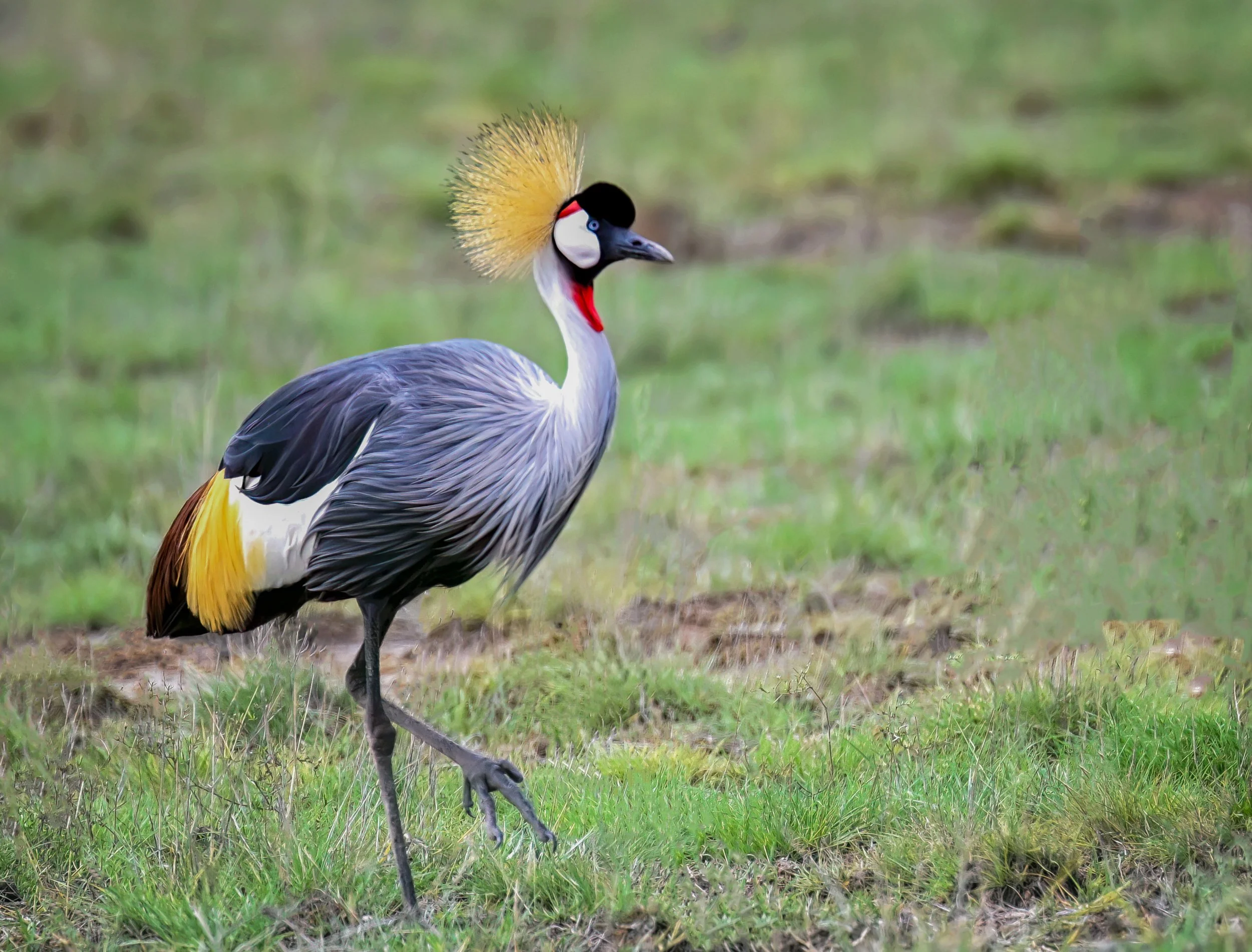 The Grey headed Crane 