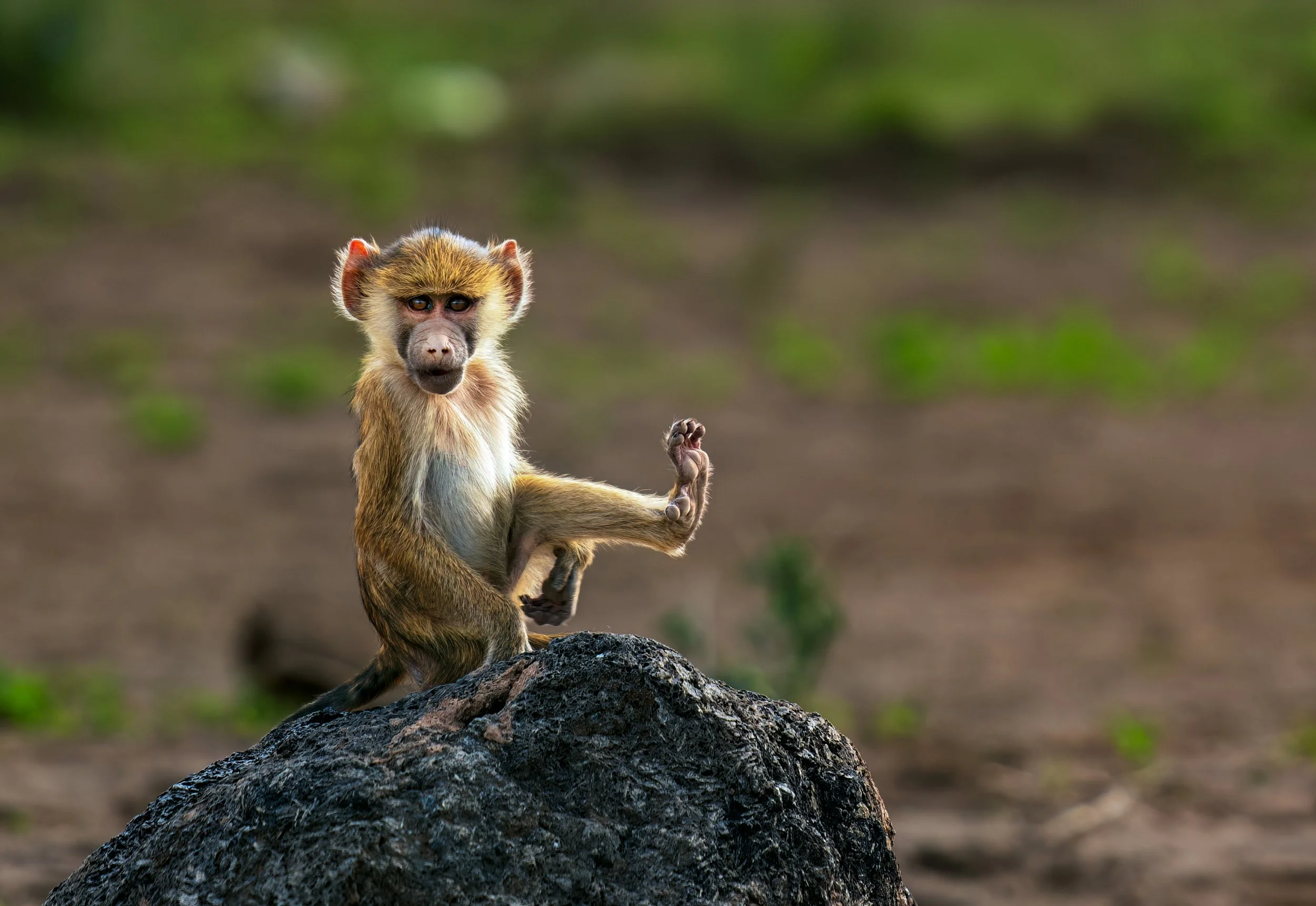 Monkey Yoga Kenya