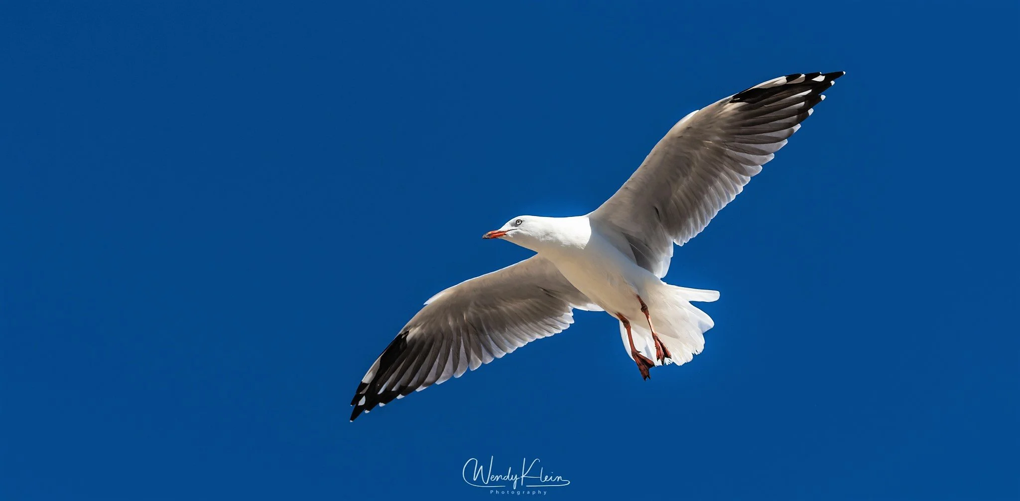 Seagull