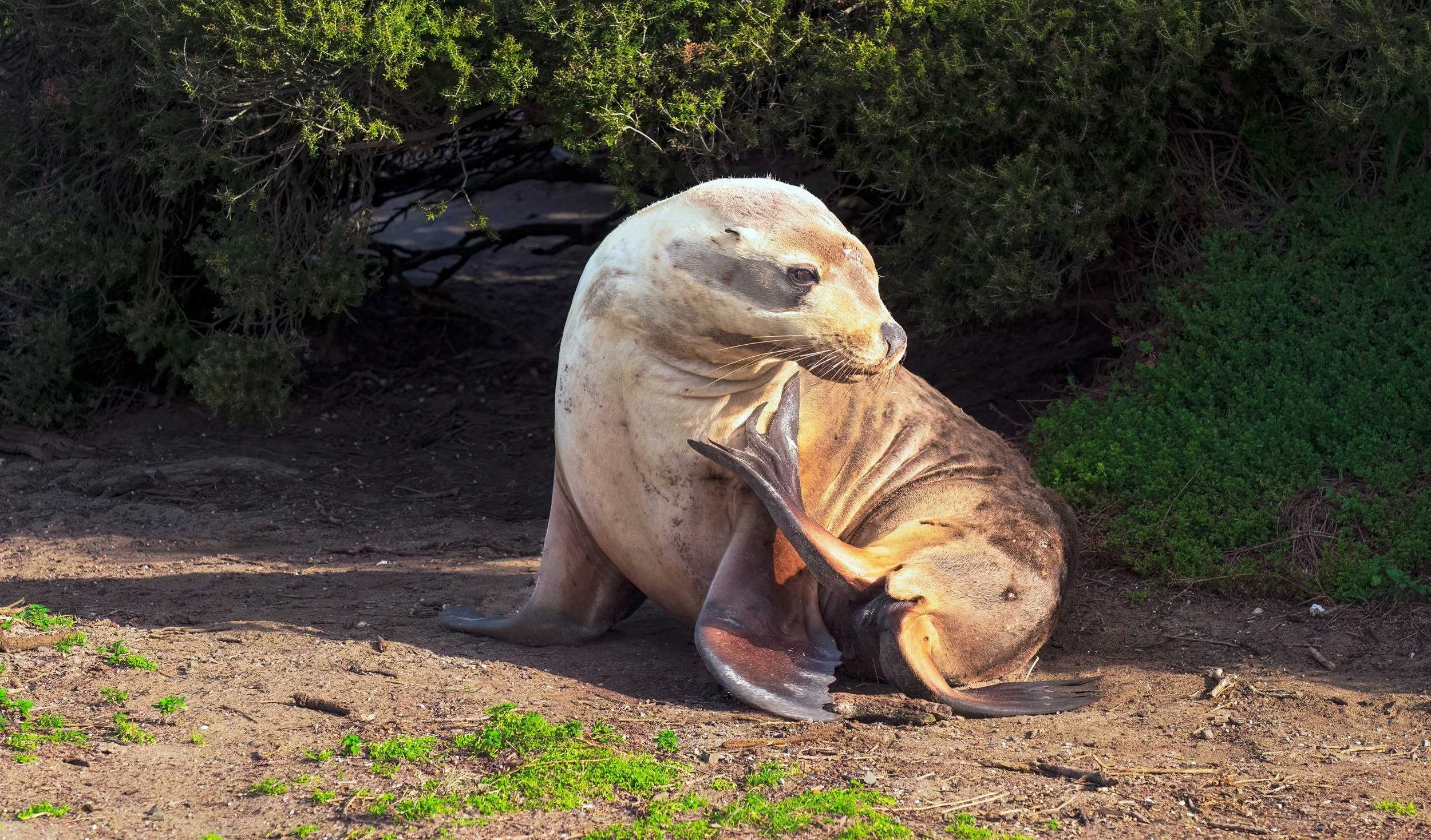 DSC_0763.jpg sea lion aug 2025.jpg