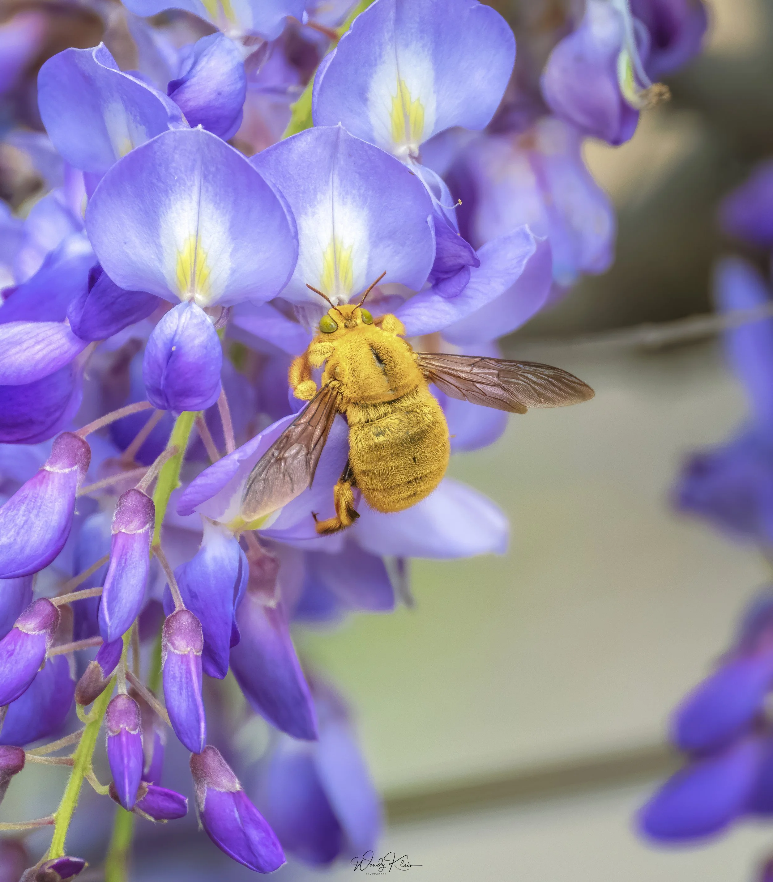 BIRDS AND BEES BOONDOOMA 2022-6180-Edit-Edit-Edit-denoise-denoise.jpg