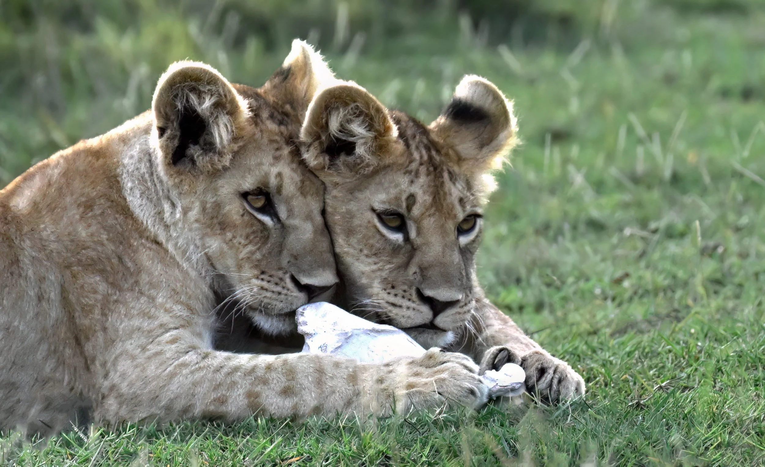 Cubs eating a bone 