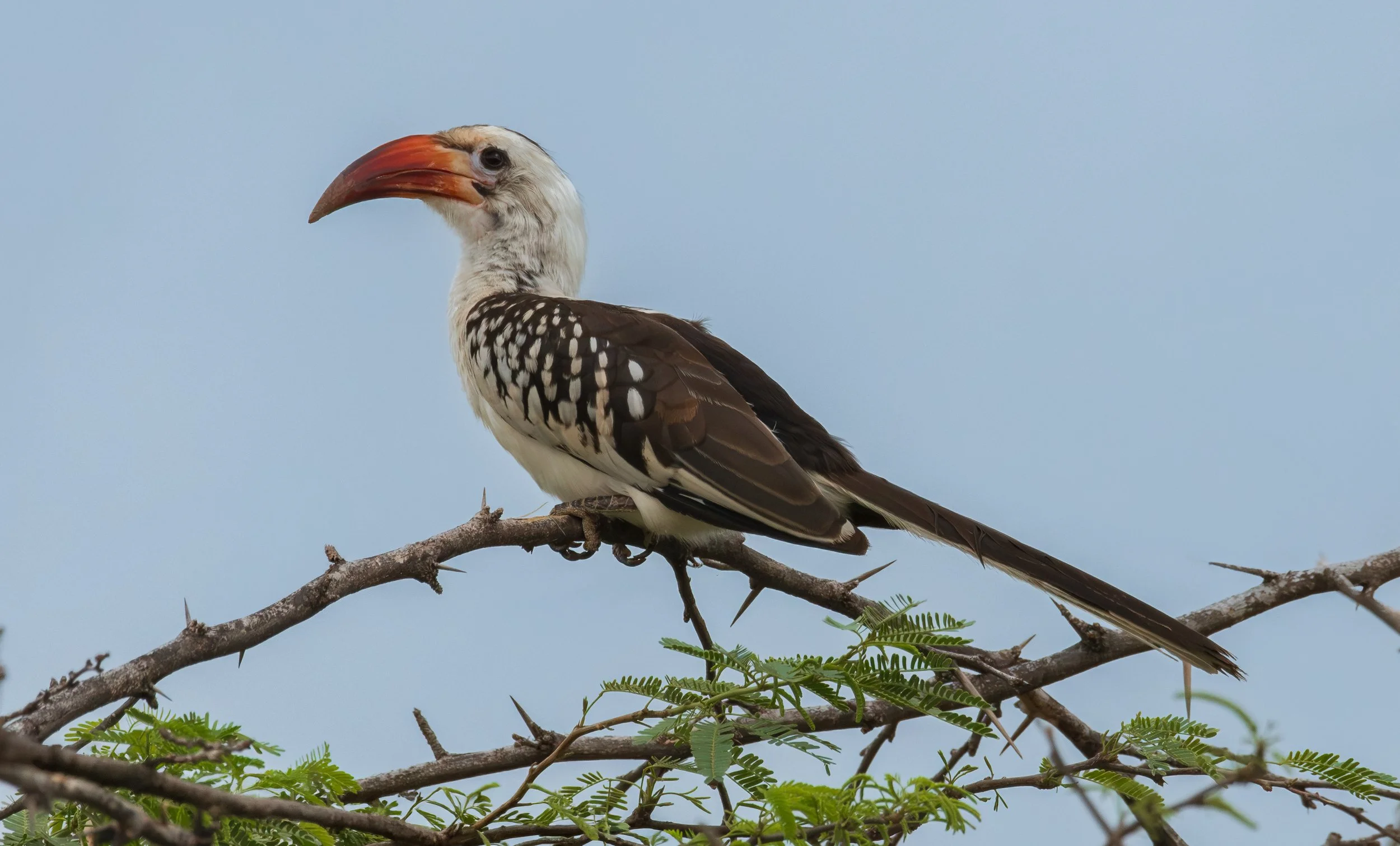 Red Billed hornbill Kenya