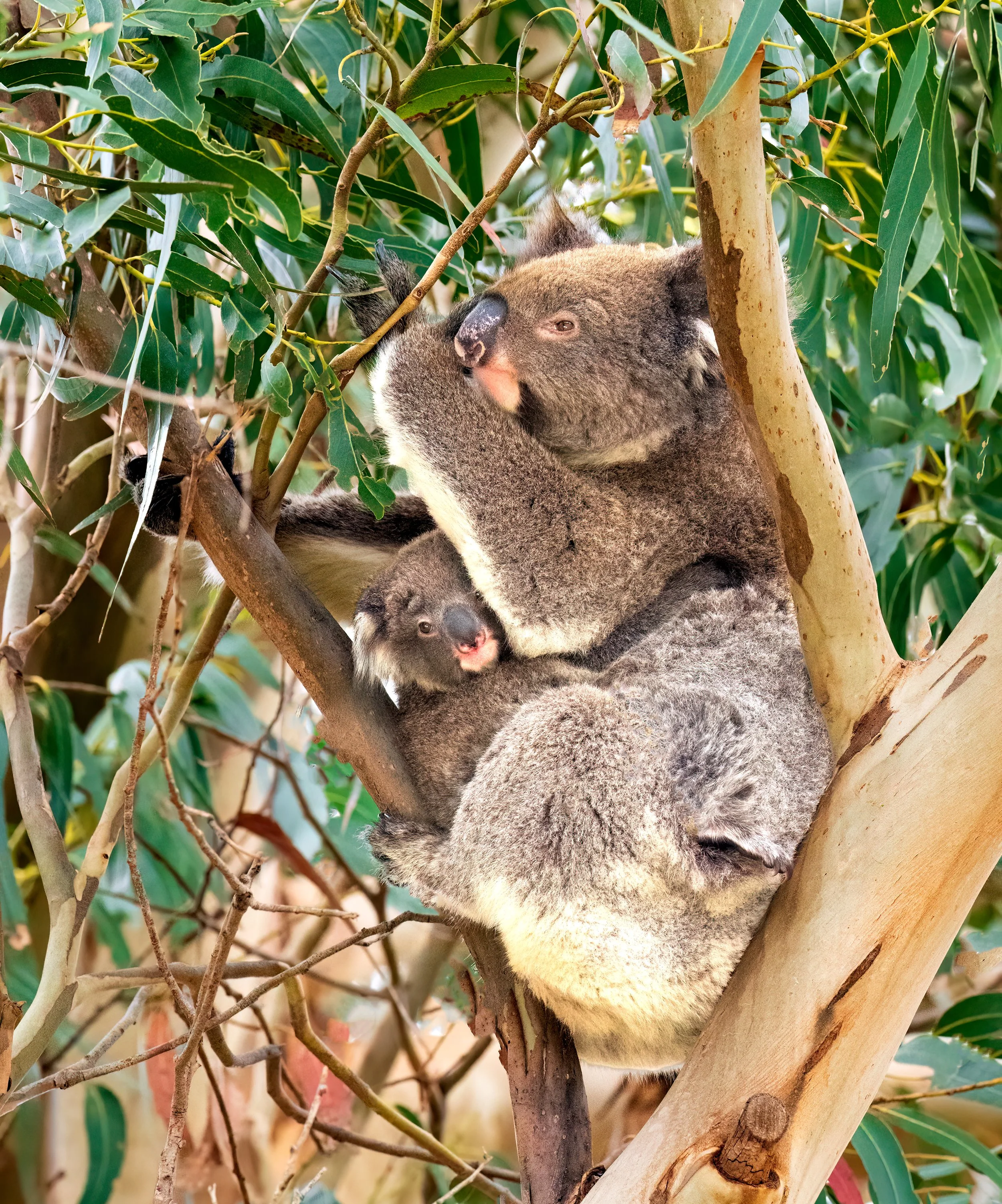 DSC_9881.jpg koala and baby KI Aug 2025.jpg