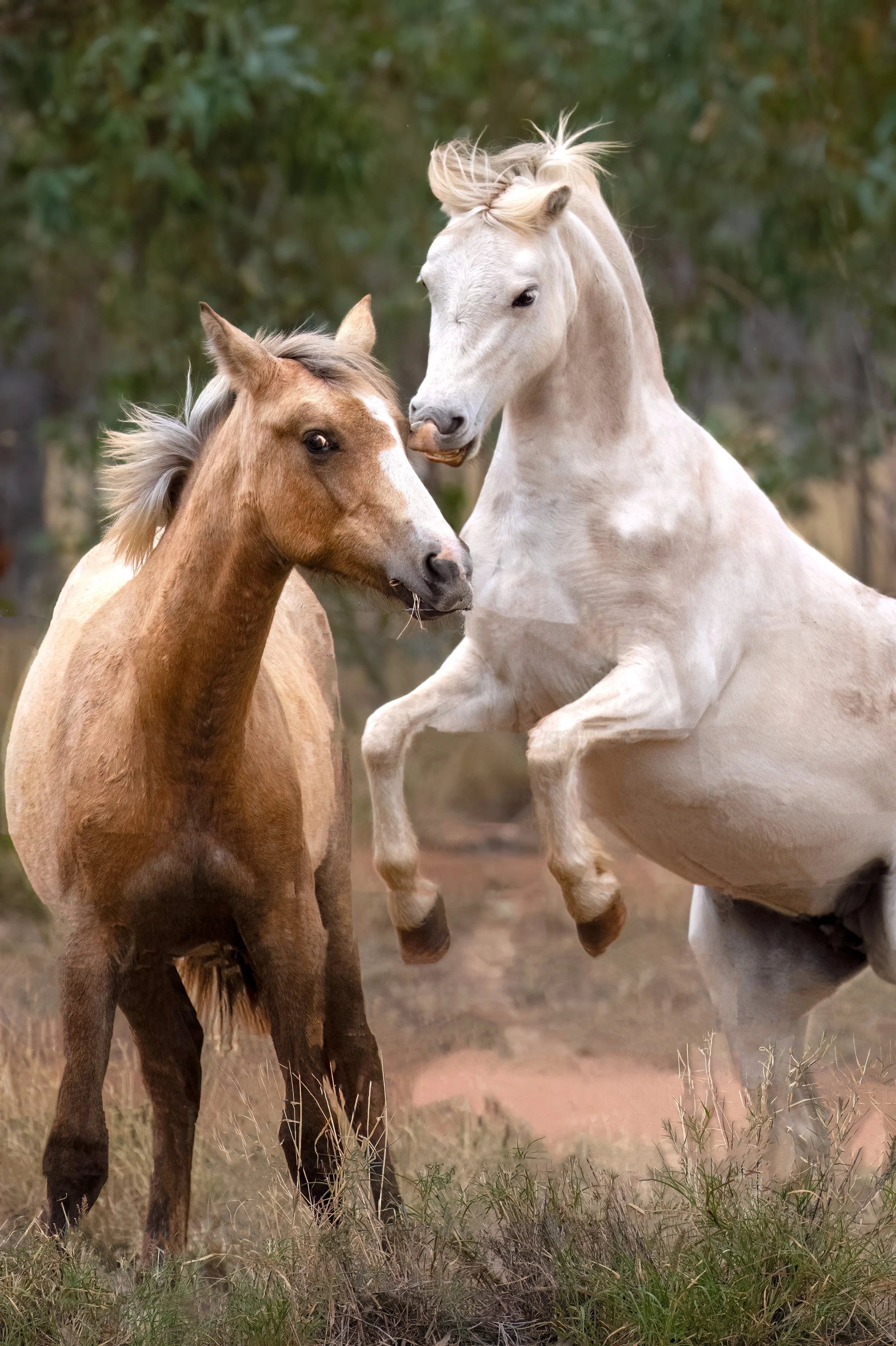 DSC_2707.jpg Lara wetlands horses sept 2025.jpg