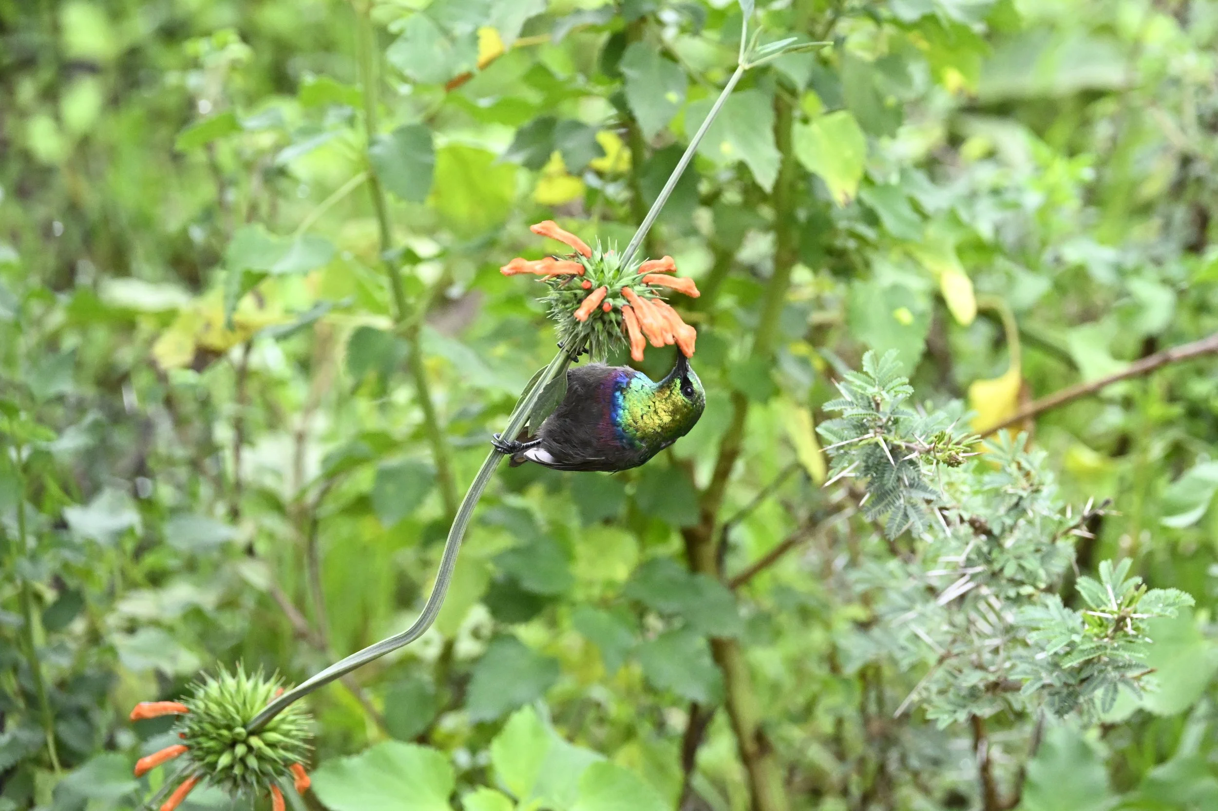 A variable Sunbird Kenya