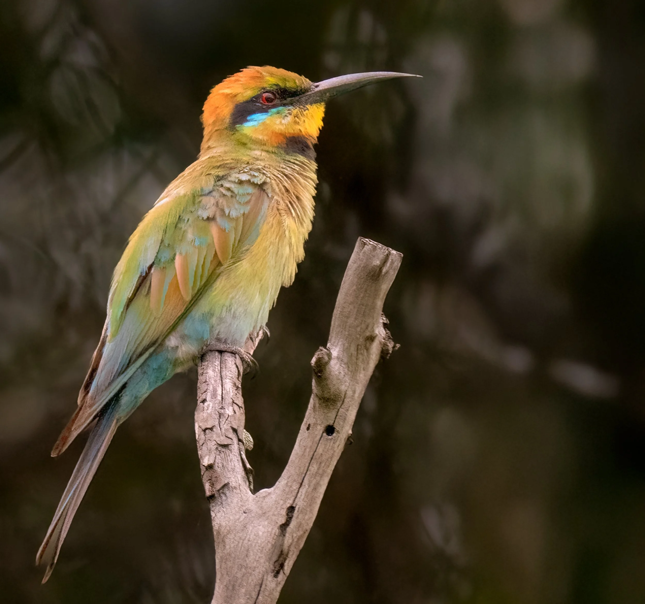 DSC_0948.jpg bee eater jan 2026.jpg