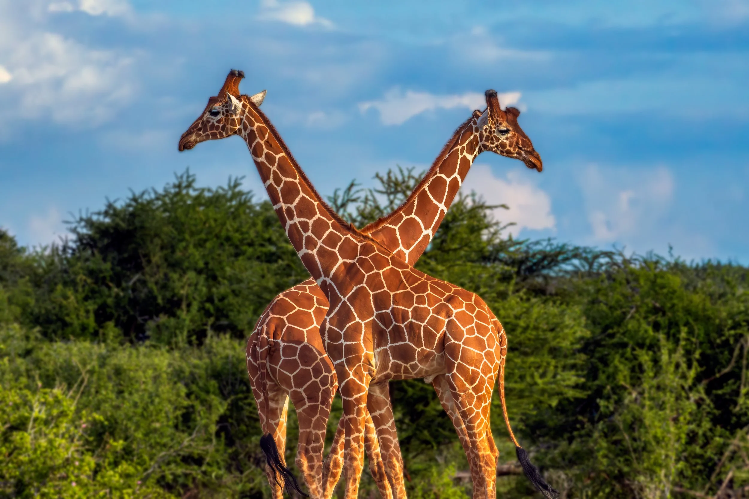 Giraffes  innKenya 