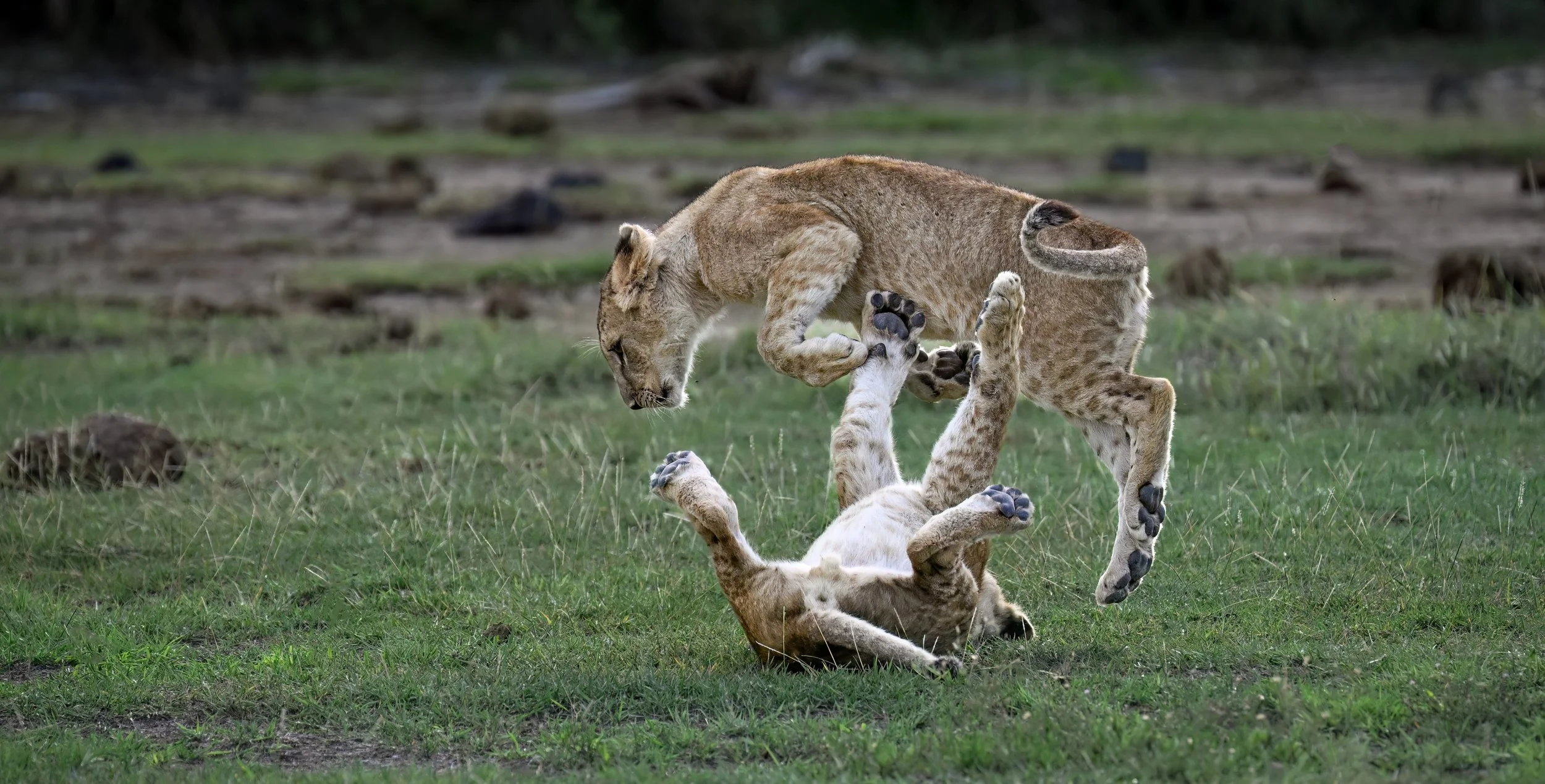 Cubs at play ion Kenya