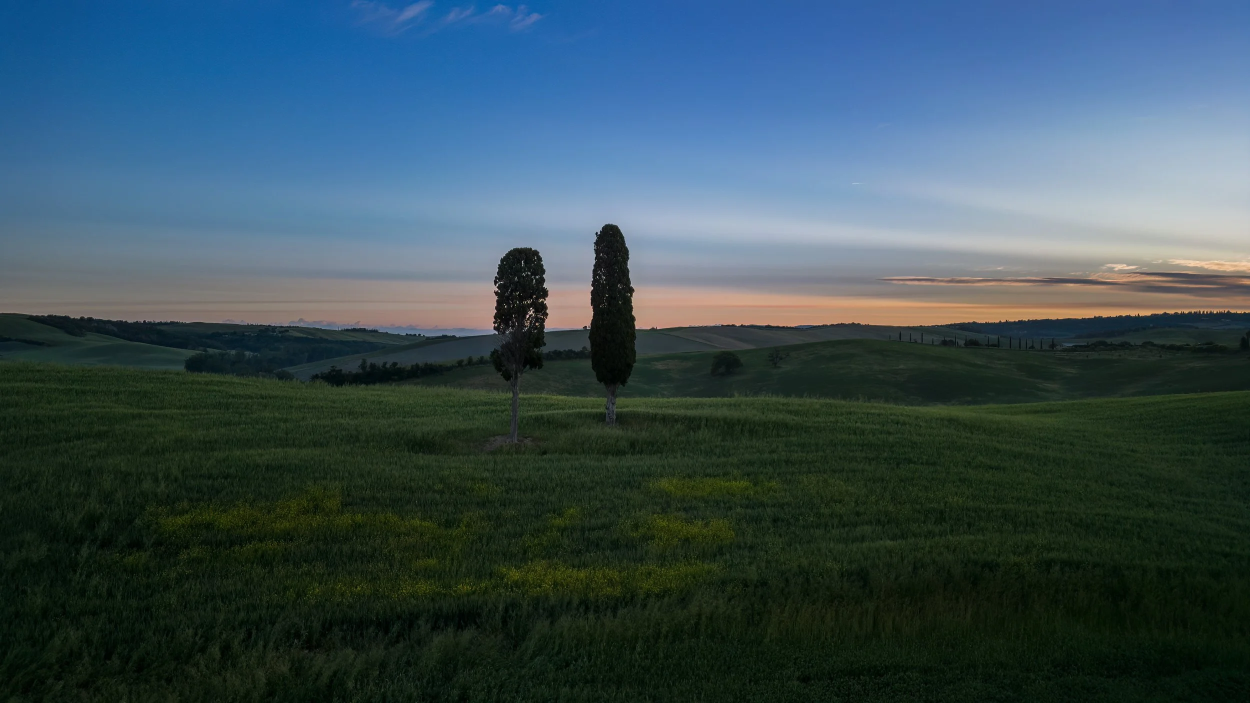Two trees on the rolling hills of Tuscany