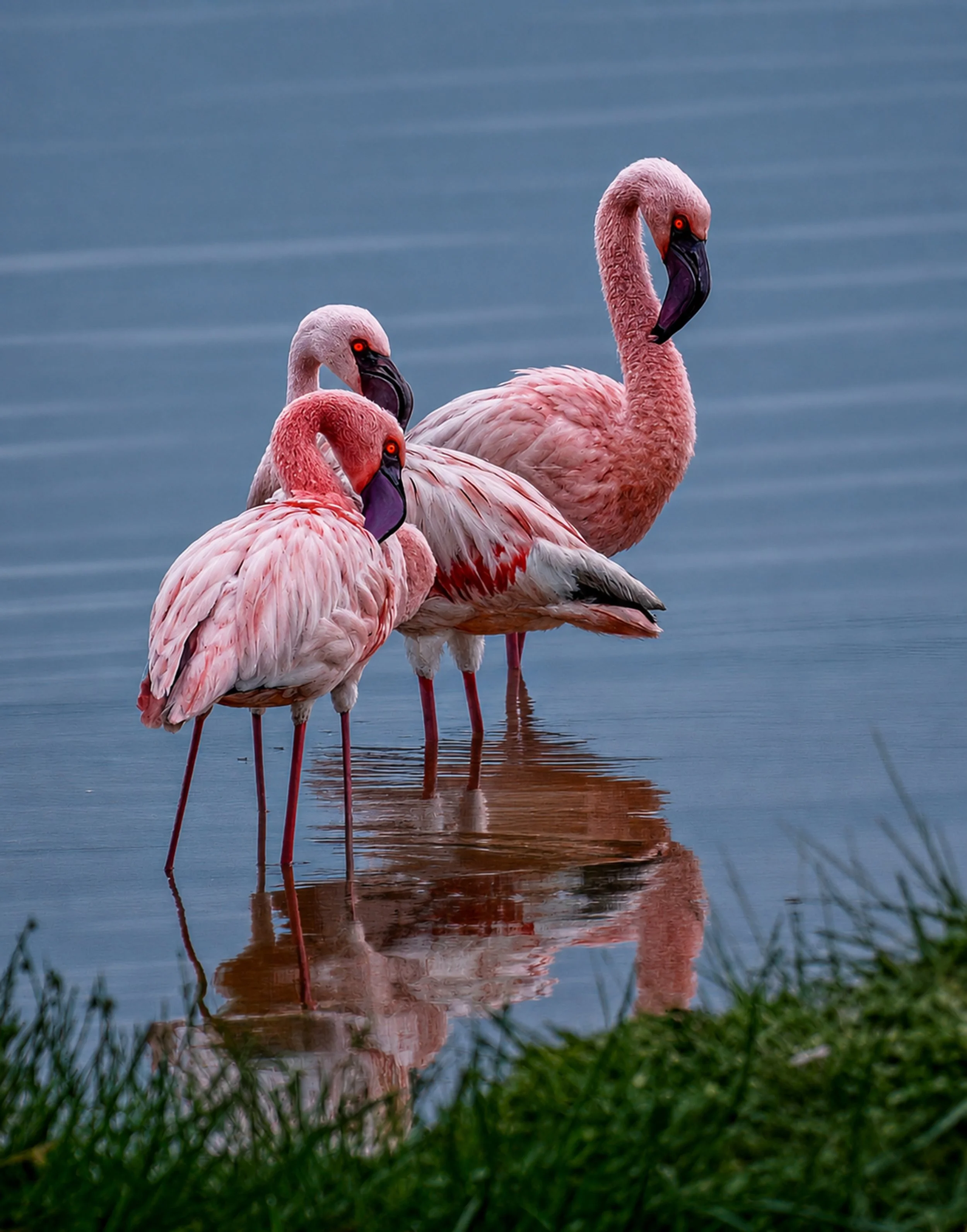 Flamingoes in Kenya 
