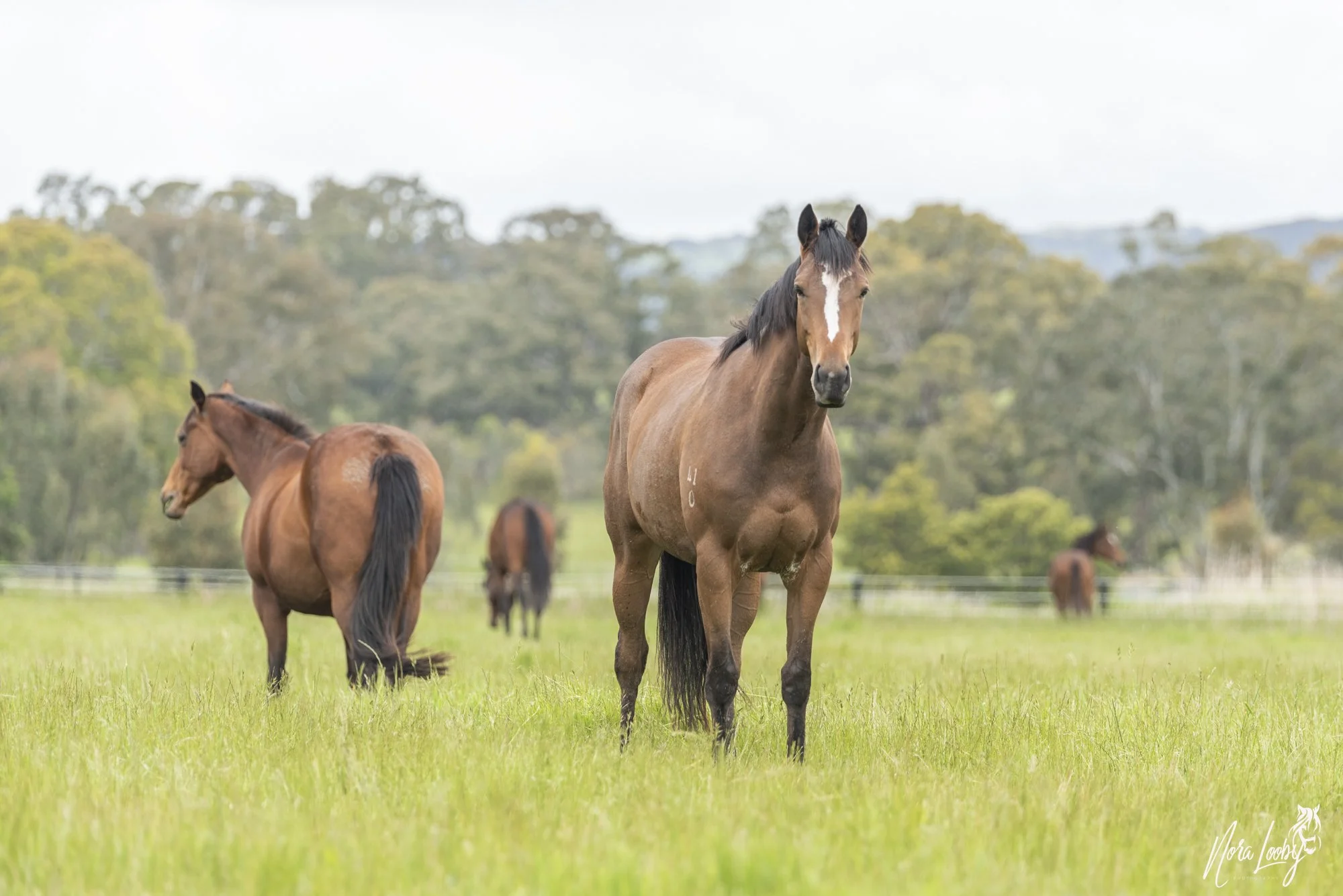 Euroa - Veterinary & Spelling Assistant (movements)