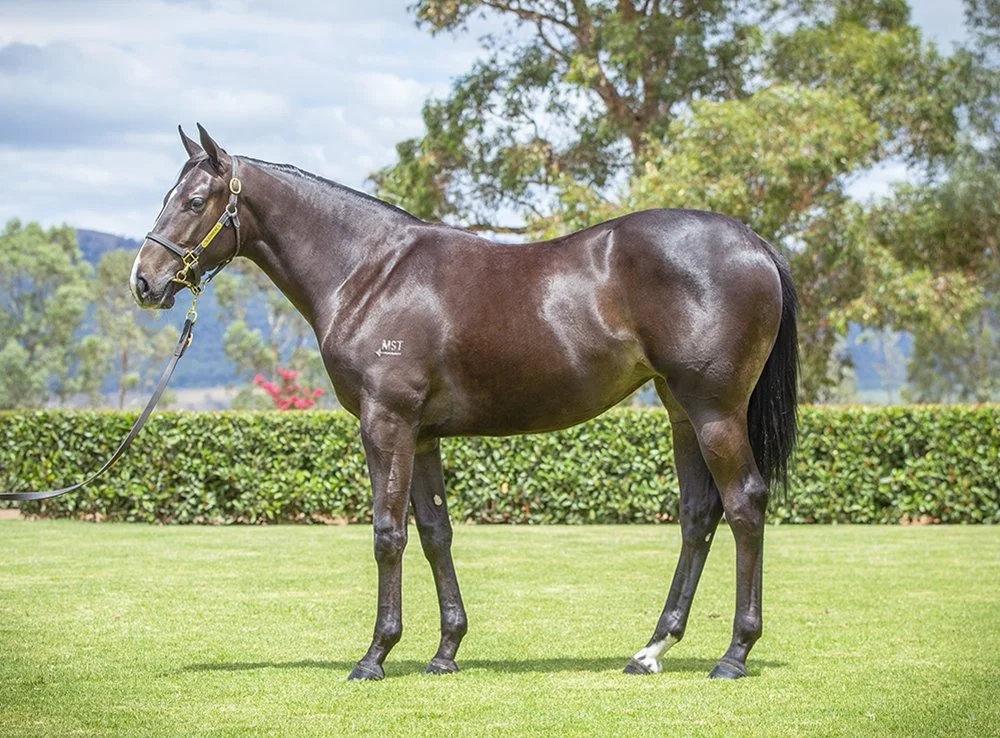 Filly by PINATUBO (IRE) x LADY LOIRE