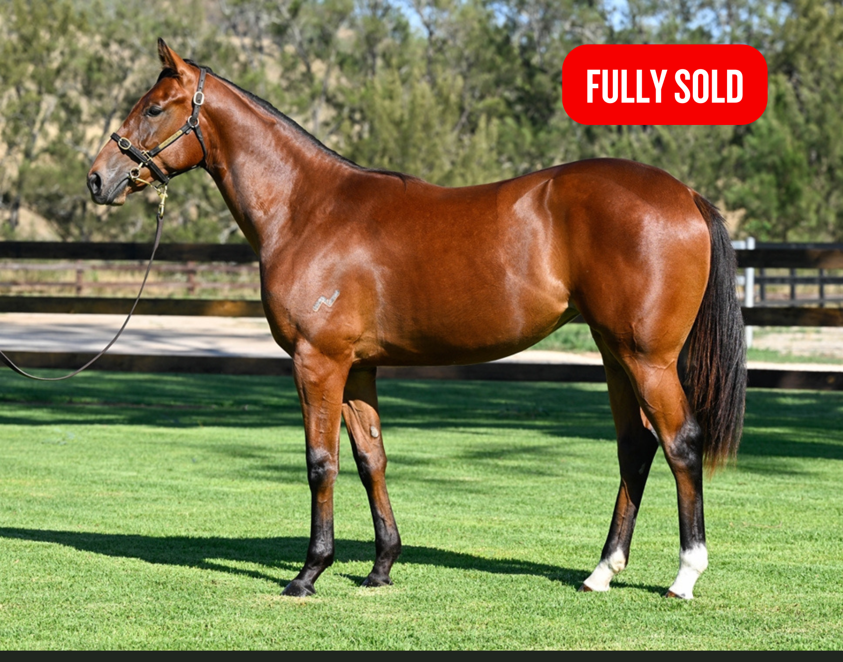 Filly by ANAMOE x COOL CHANGE (NZ) 