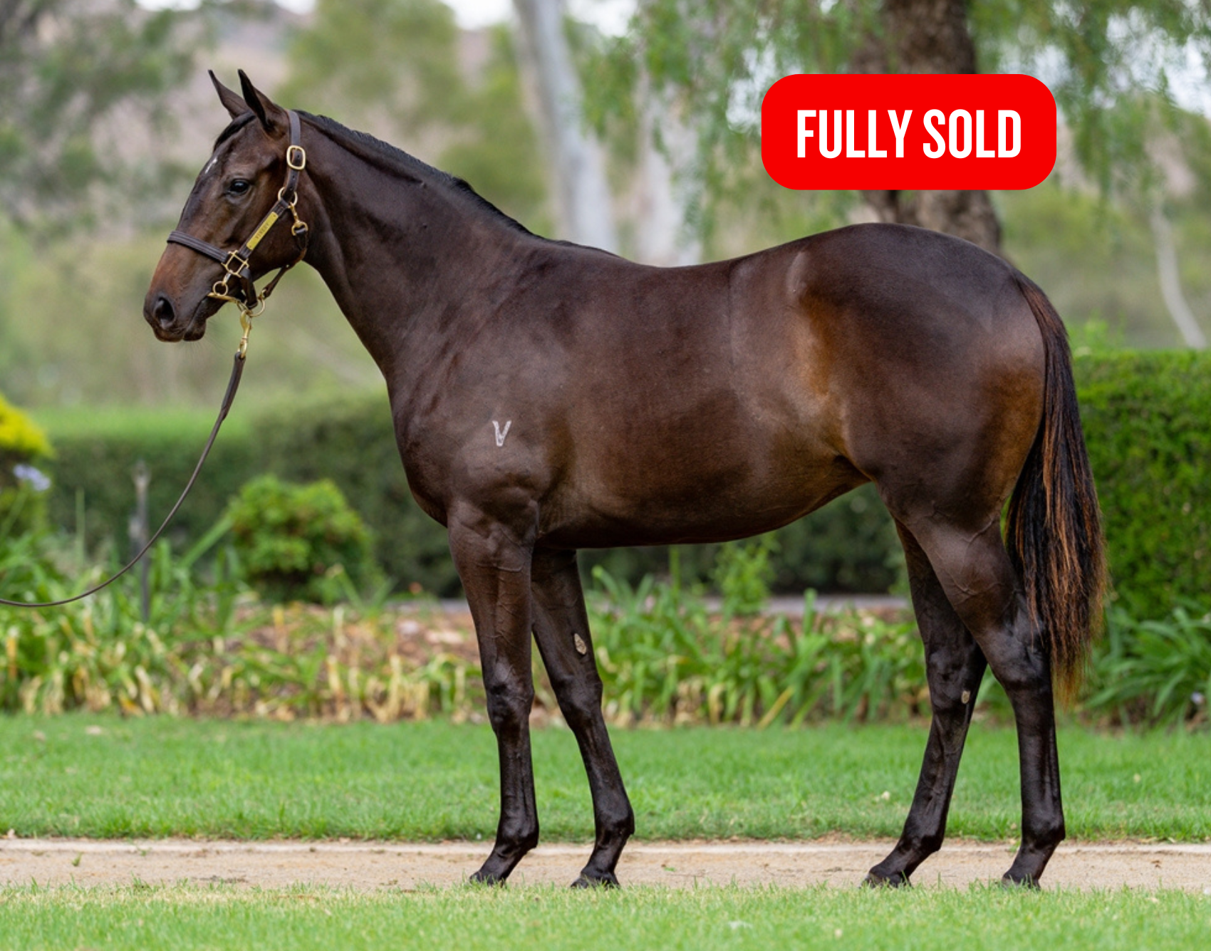 Filly by ALL TOO HARD x LA ROMANINA