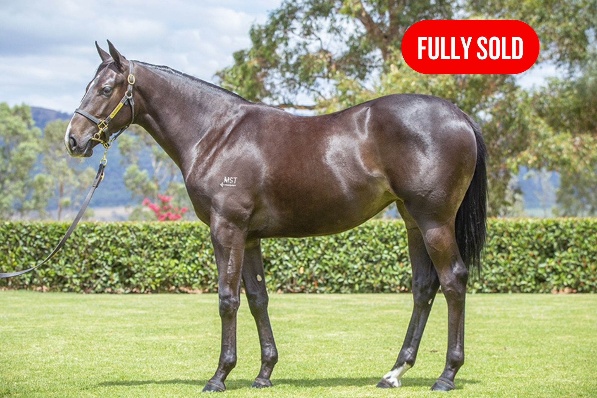 Filly by PINATUBO (IRE) x LADY LOIRE