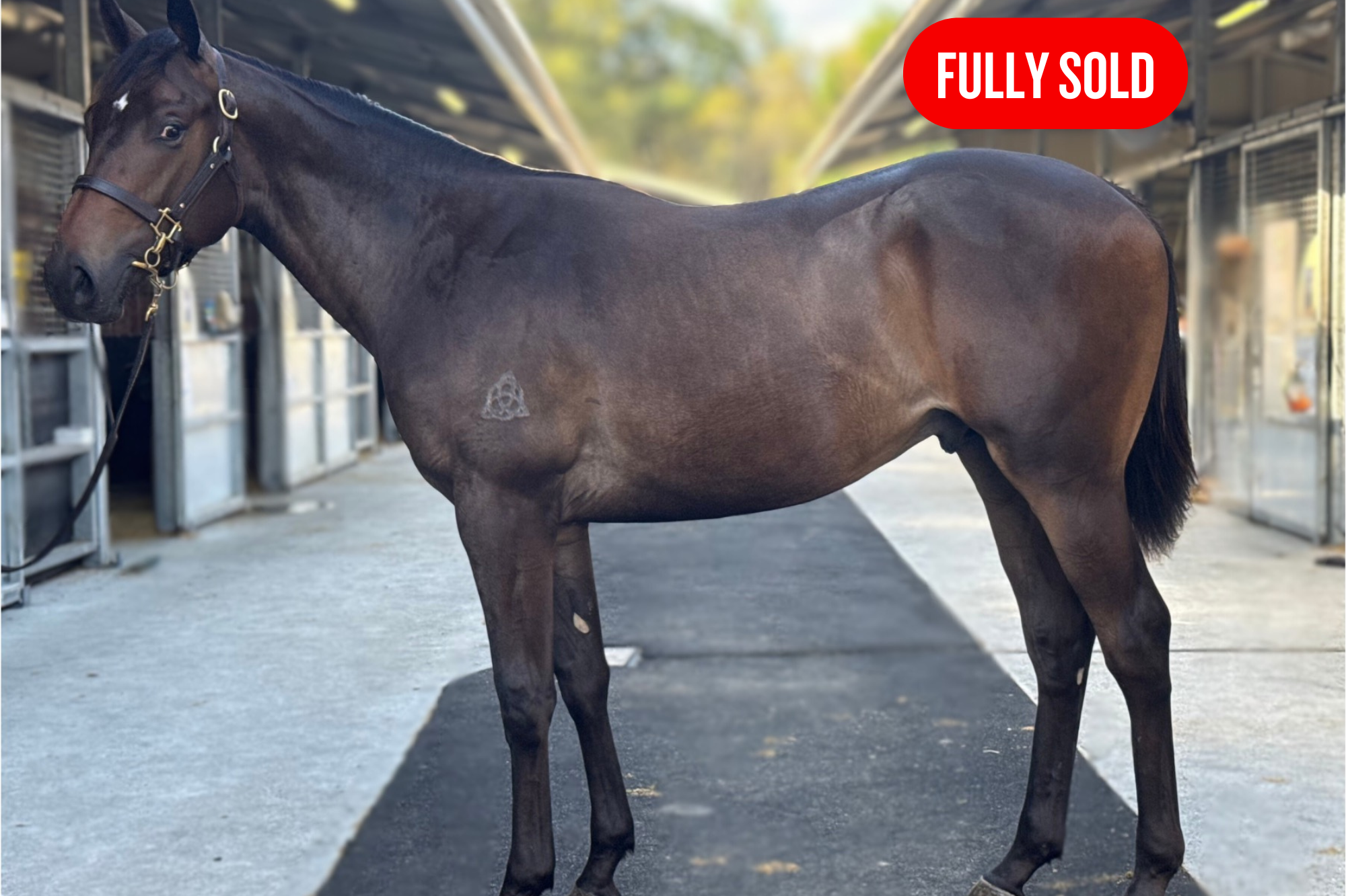 Colt by WOOTTON BASSETT (GB) x MOONBOAT