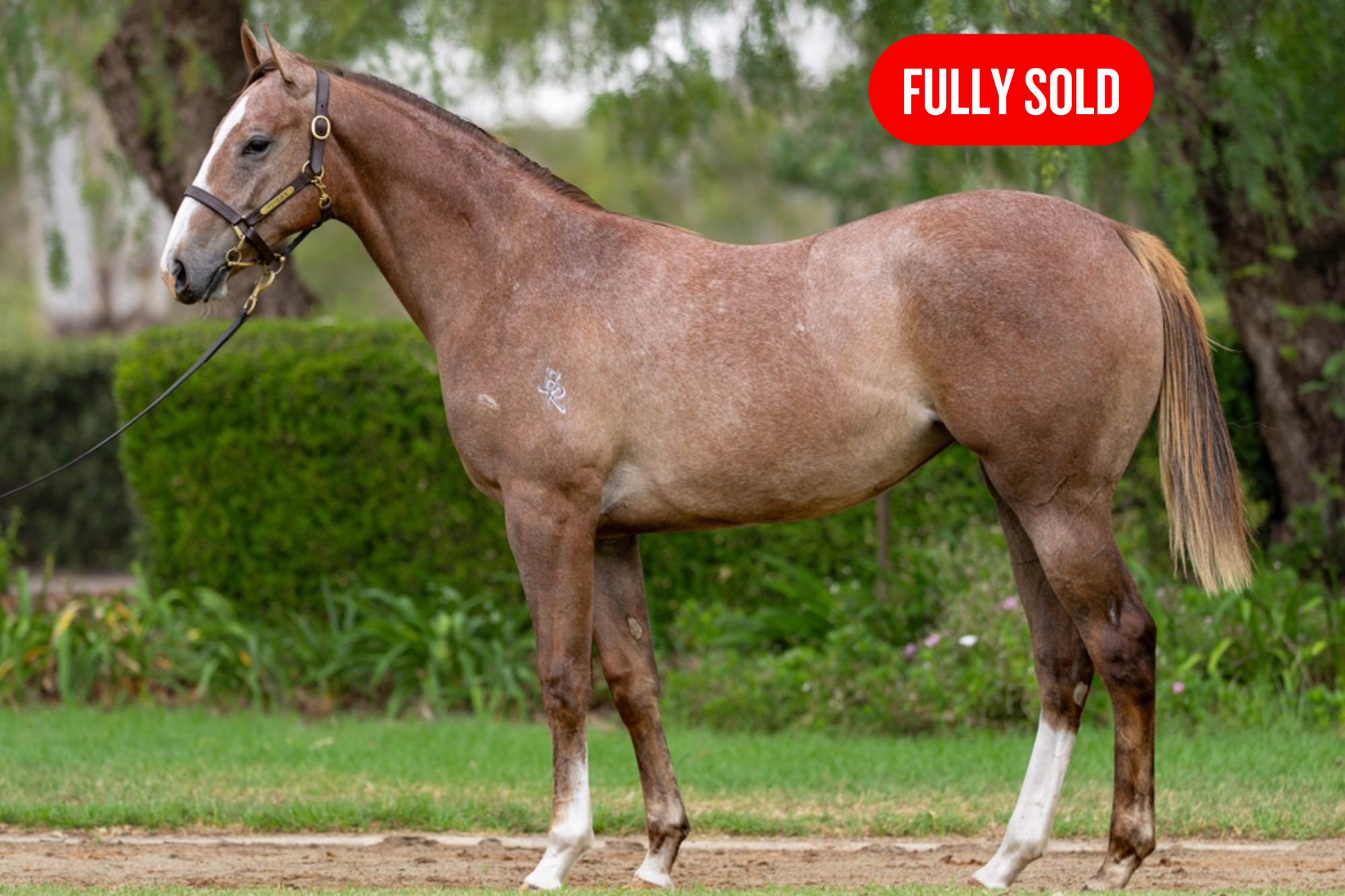 Filly by FARNAN x SILVER FROST