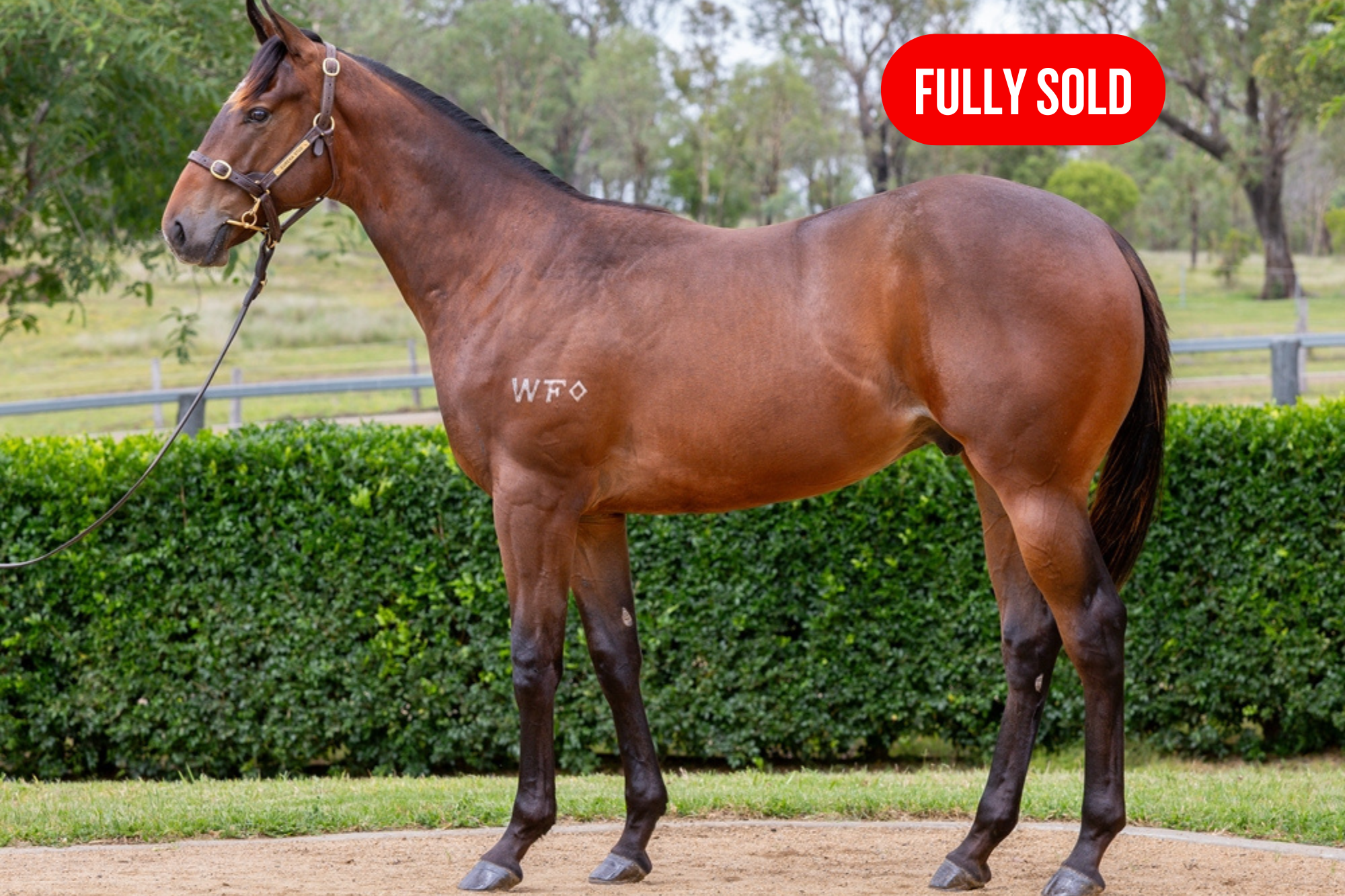 Colt by SPIRIT OF BOOM x TRANSVERSALE