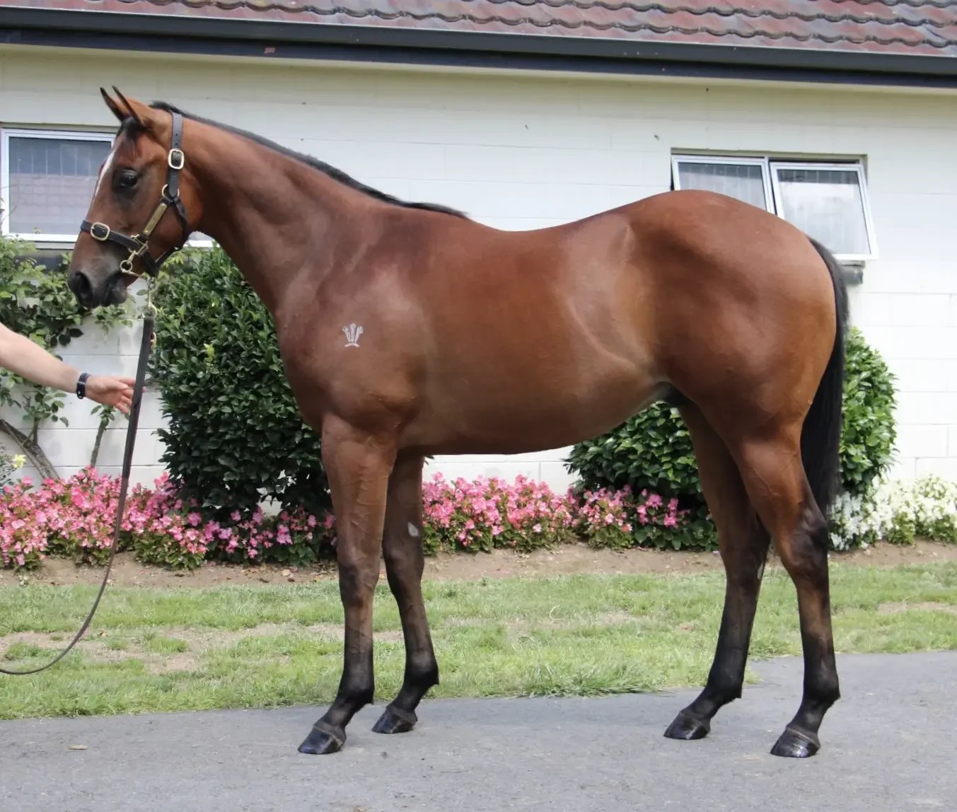 Colt by SUPER SETH x SHOWEMHOWITSDONE 