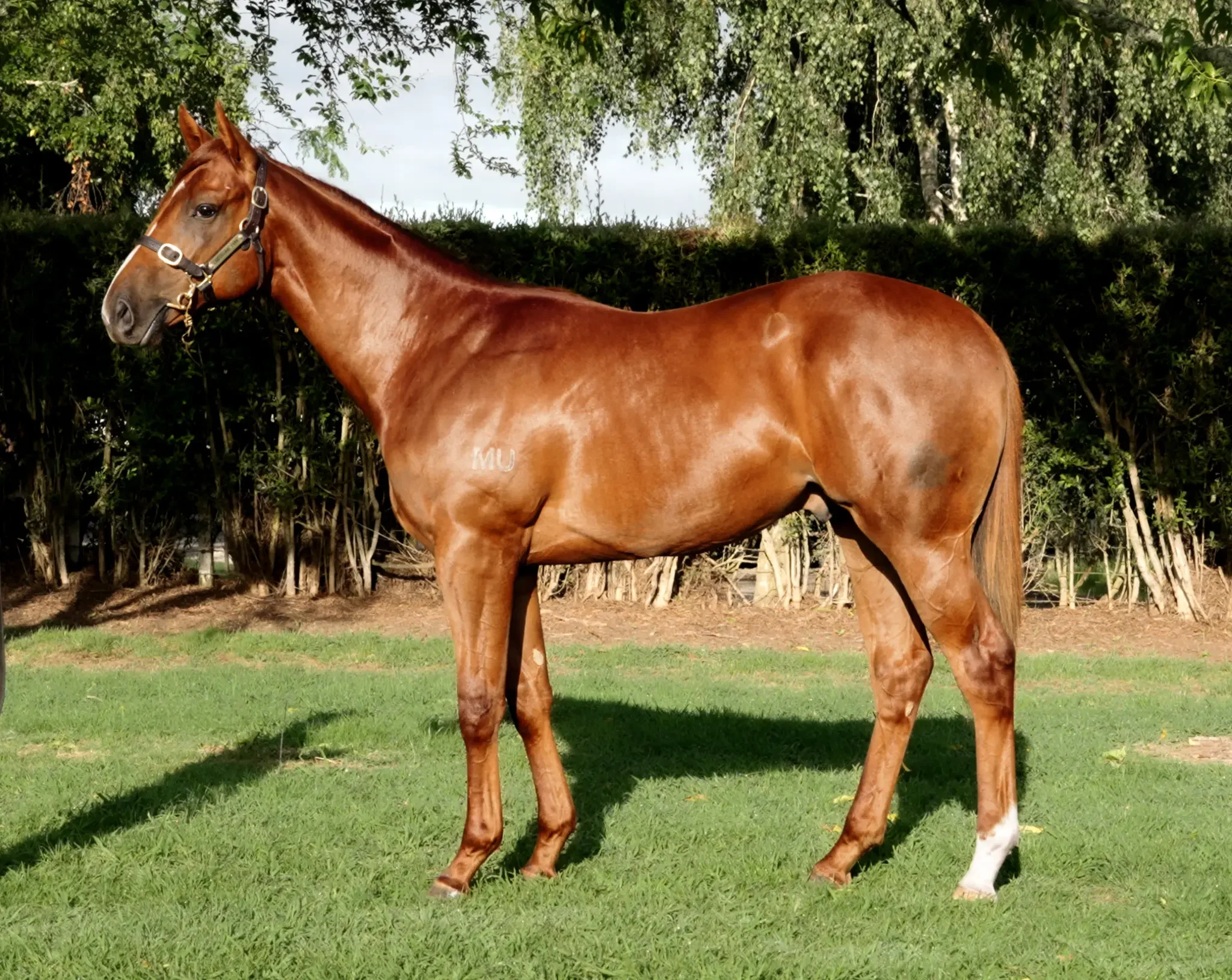 Colt by JUSTIFY x CHURNING 