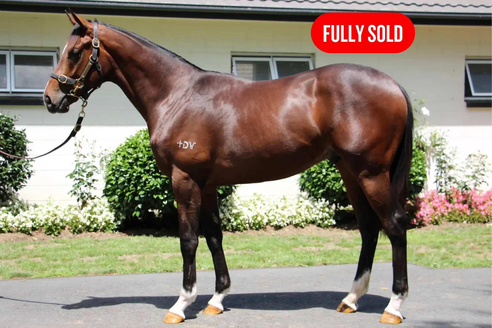 Colt by ANAMOE x ANABANDANA