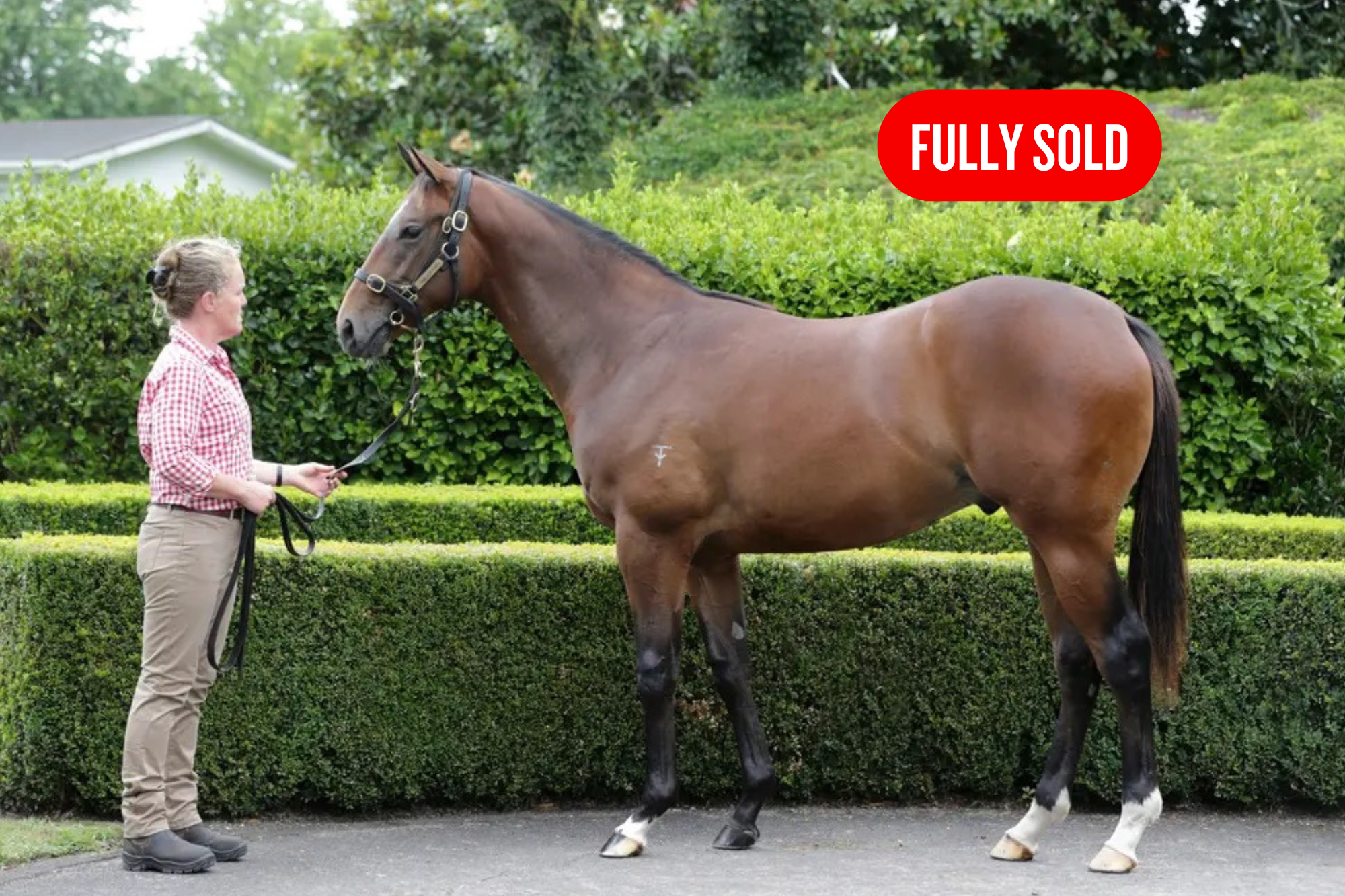 Colt by PER INCANTO x ARE THERE ANY