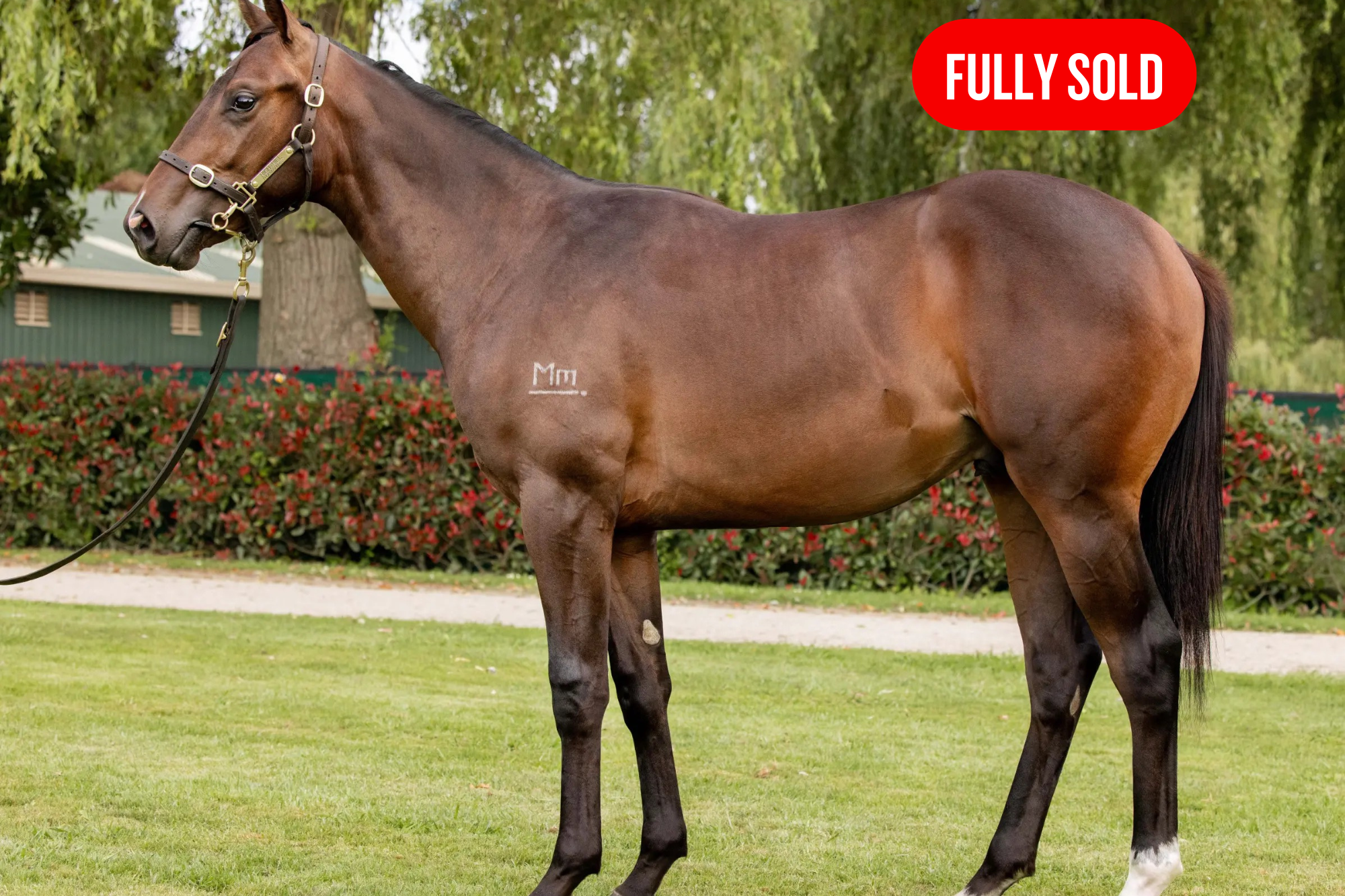 Colt by SHOCKING x SHAMARDAL LUCK