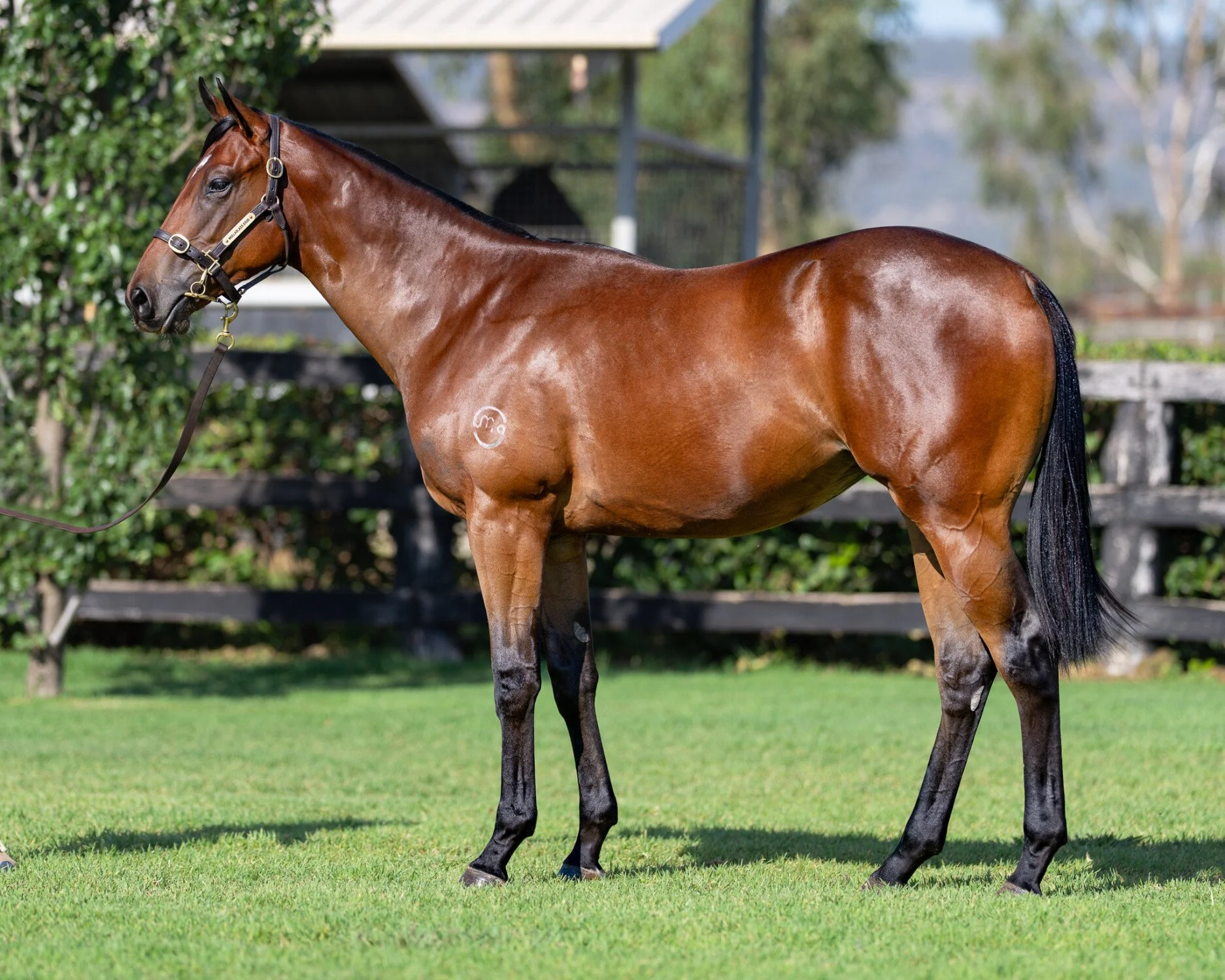 Filly by PORTLAND SKY x JAWHARA