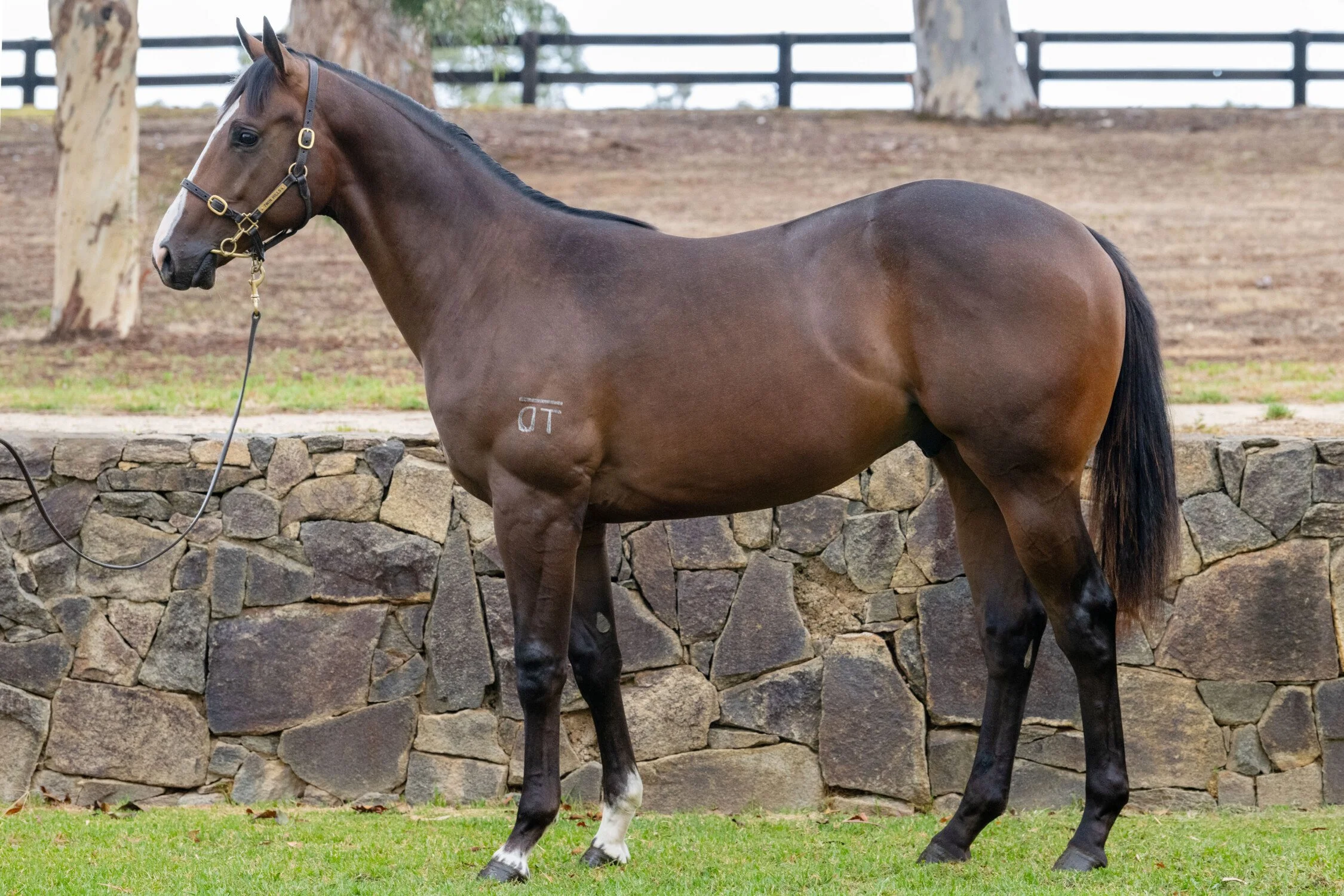 Colt by DAUMIER x FRICTIONAL