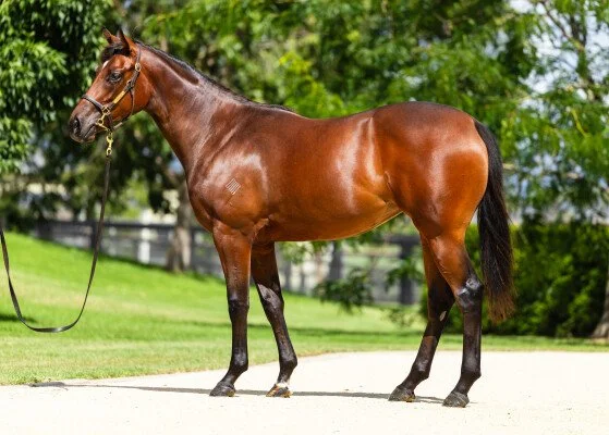 Filly by ST MARK’S BASILICA x IRRESISTIBLE GIRL