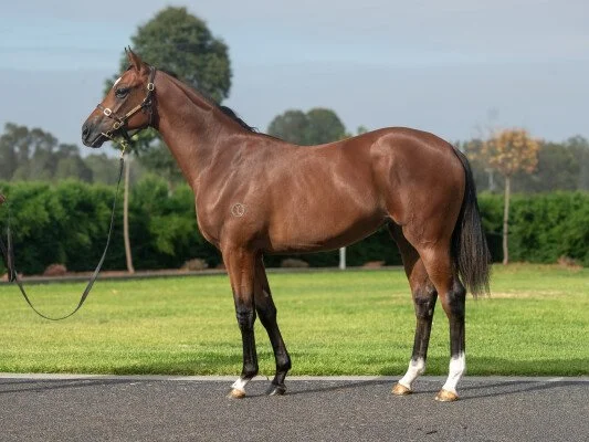 Filly by ALABAMA EXPRESS x CONSENSUS