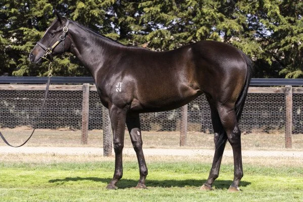 Filly by PINATUBO x CRIES AND WHISKERS