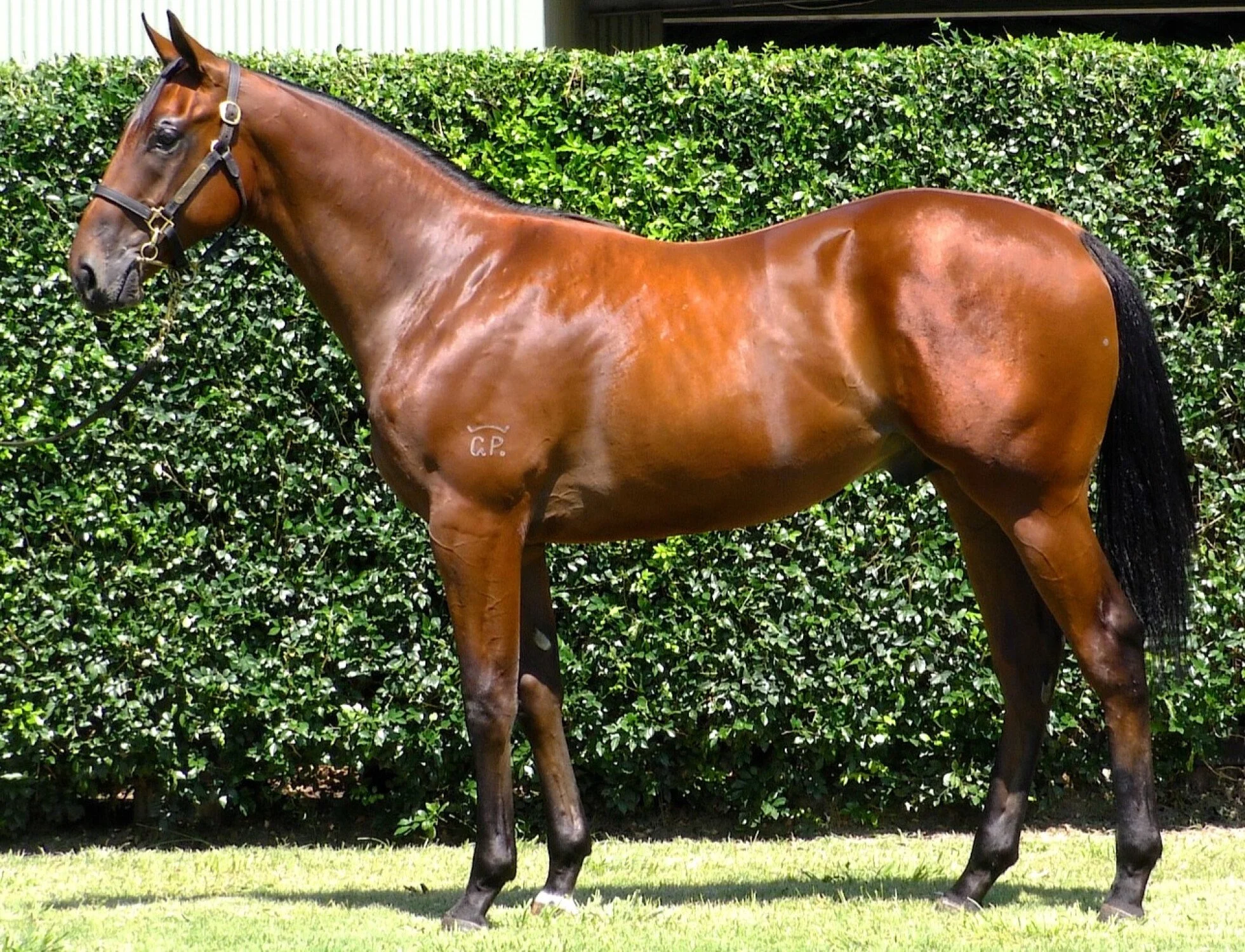 Colt by SNITZEL x MADOTTI