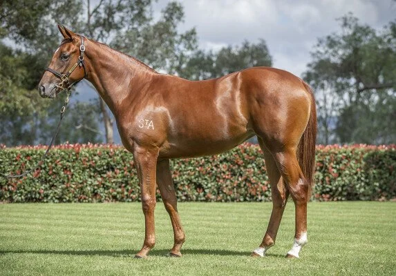 Filly by OLE KIRK x GOLDEN ELIXR