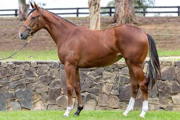 Filly by HOME AFFAIRS x WEDNESDAY