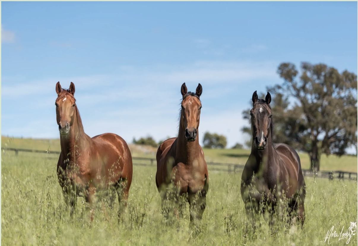 Euroa - Veterinary and Speller Assistant (Driver)