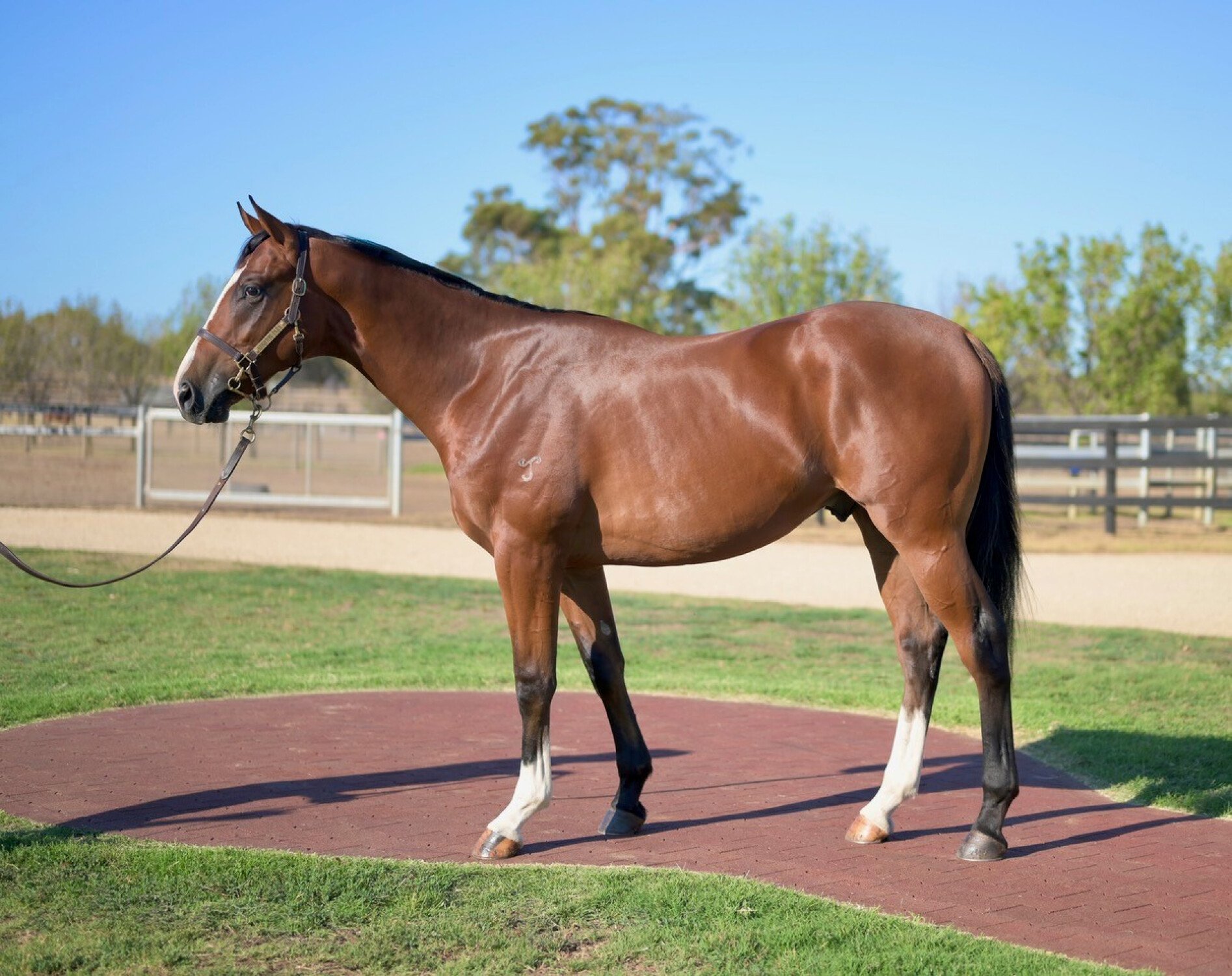 Born To Excel (EXCEED AND EXCEL x WAYBORN Gelding)