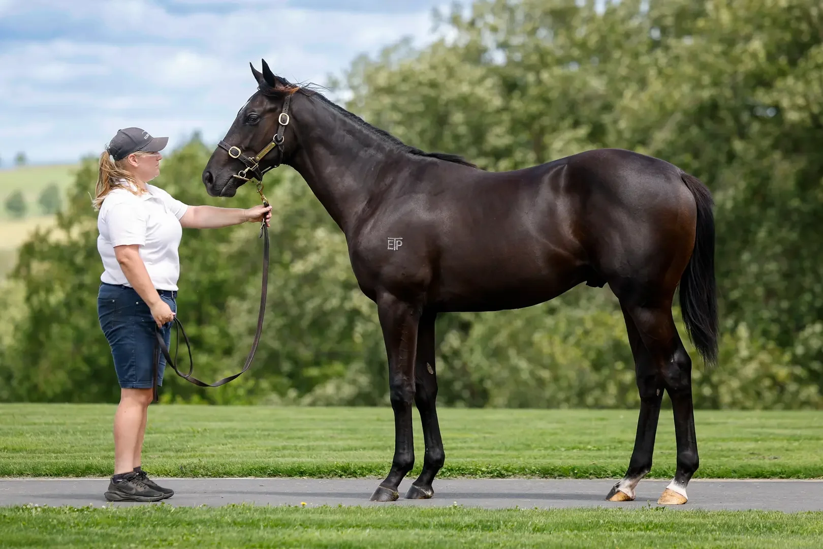 Lot 351 Noverre : Chorus colt