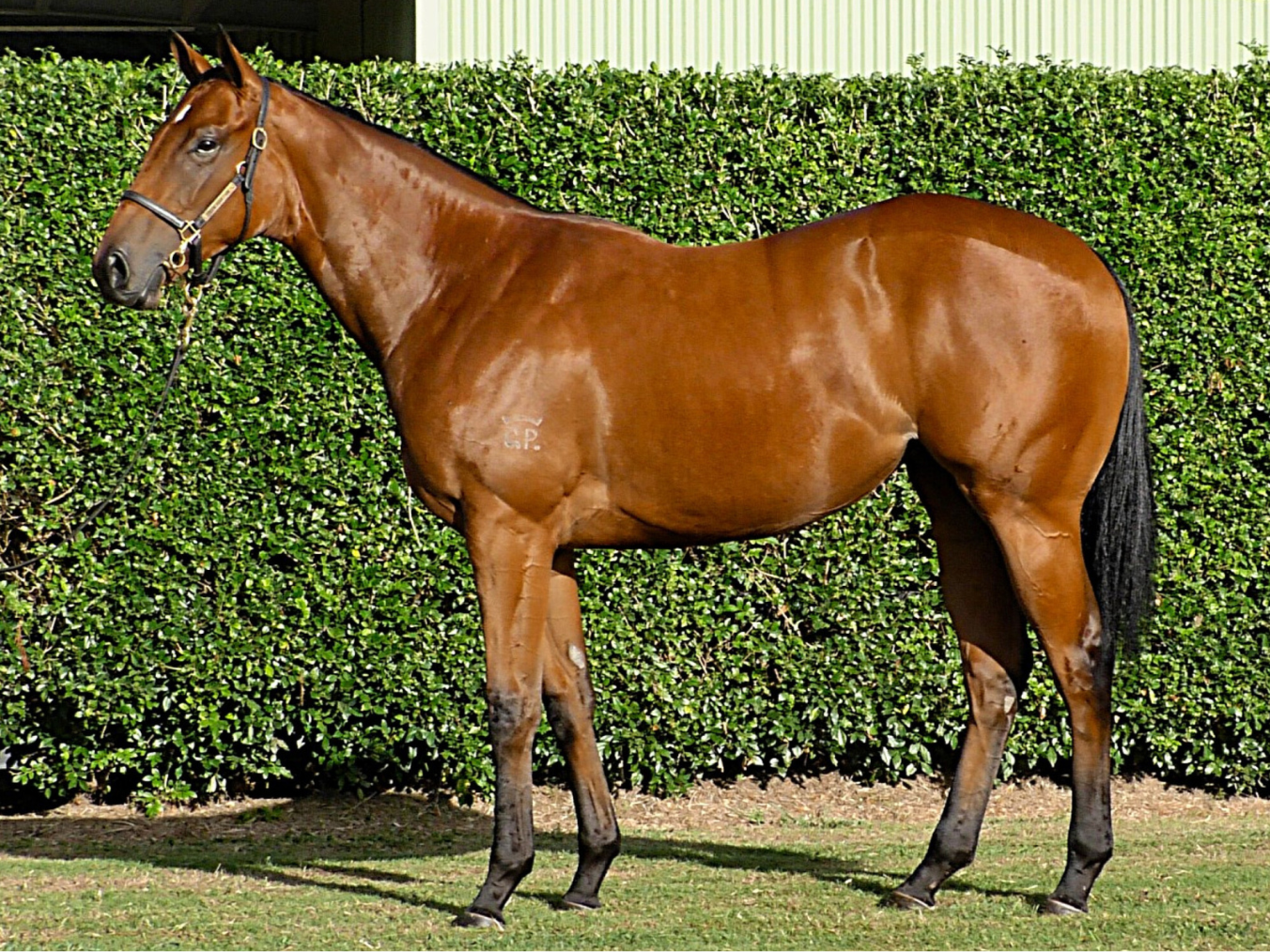Filly by Capitalist x Saltoree