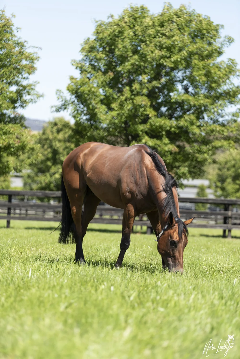 Stabling — Lindsay Park Racing