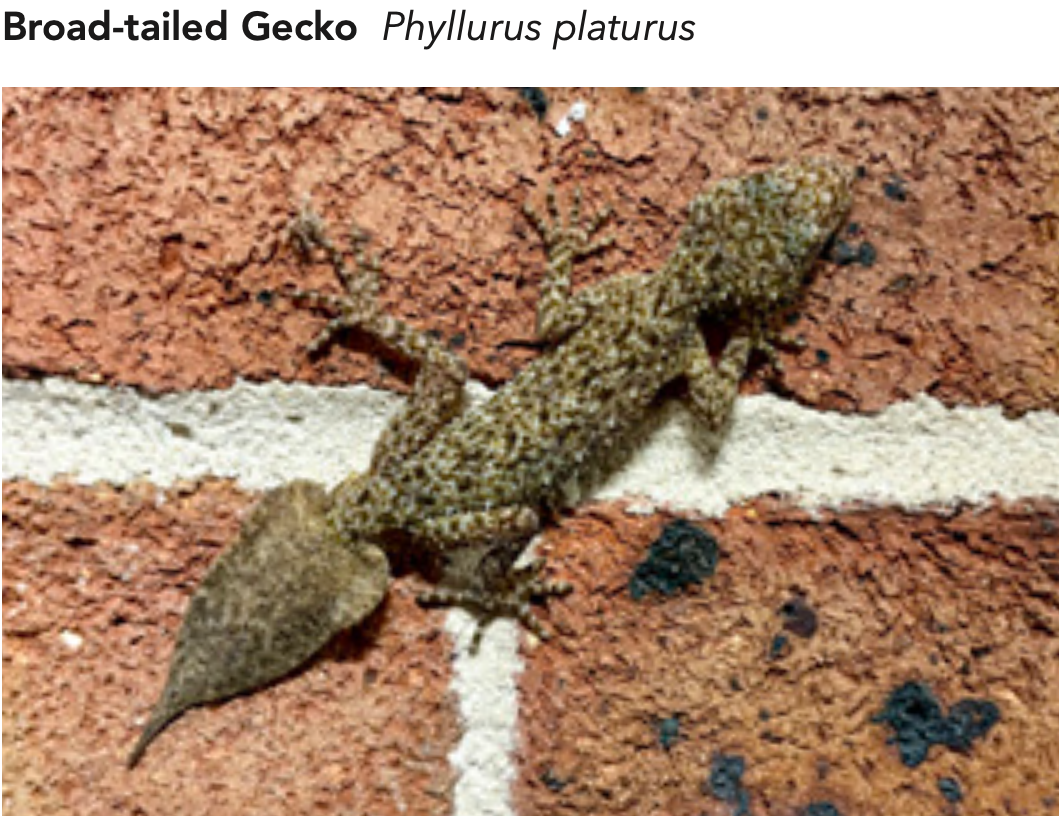 The Broad-Tailed Gecko 