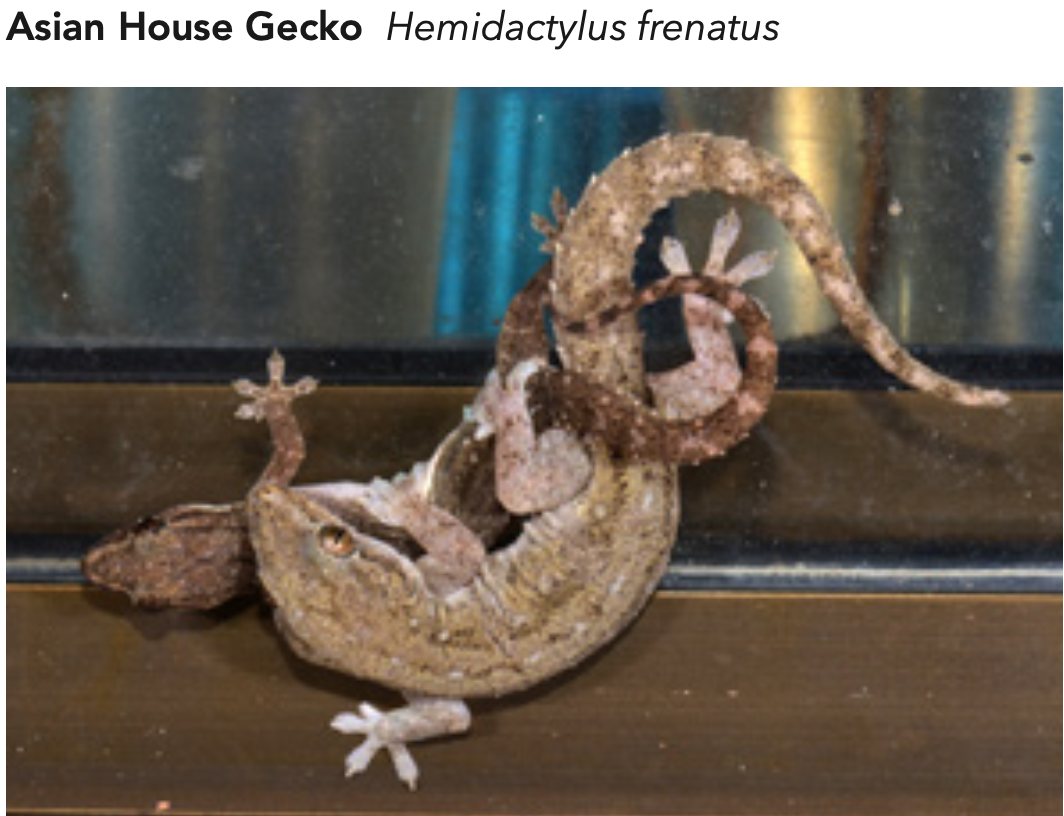 The Asian House Gecko