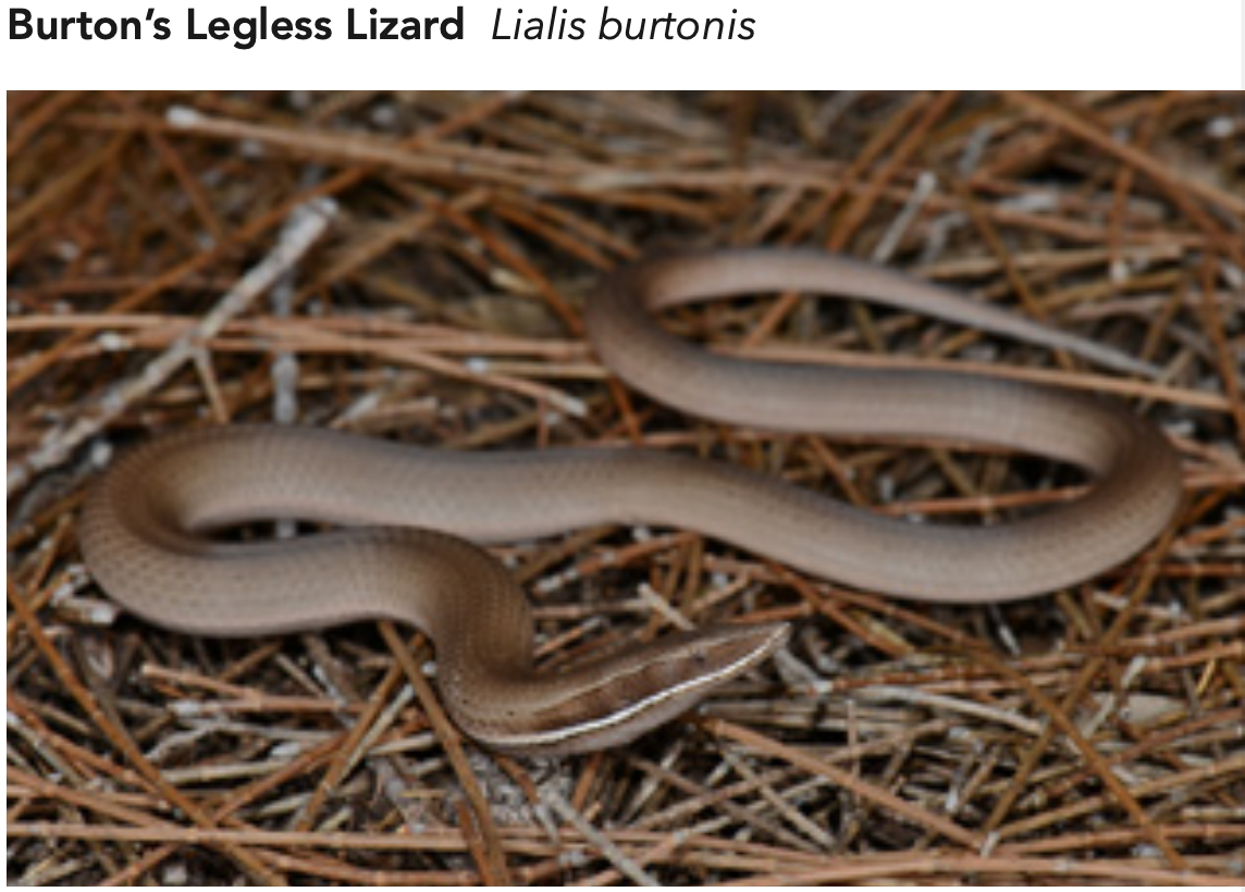 Burton's Legless Lizard