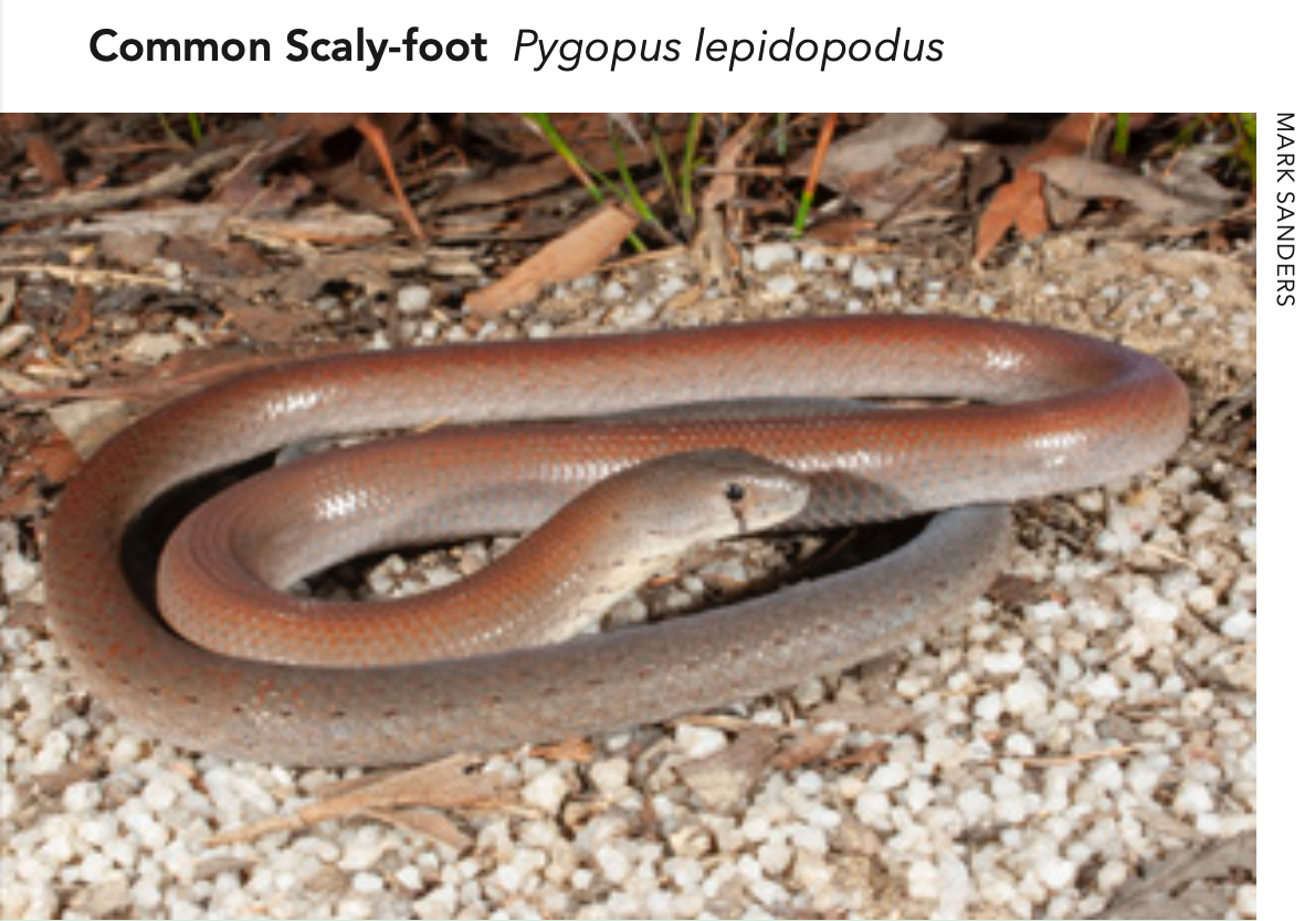 Common Scaly-foot