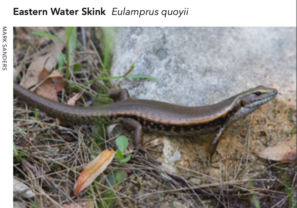 Eastern Water Skink