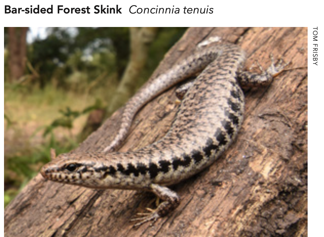 Bar-Sided Forest Skink