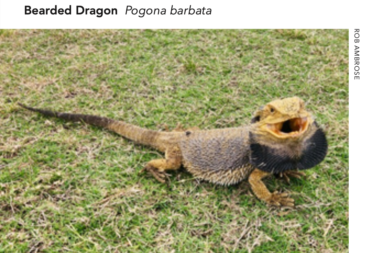 Eastern Bearded Dragon