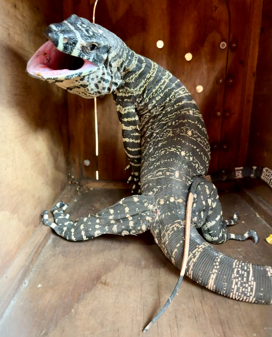 The Lace Monitor