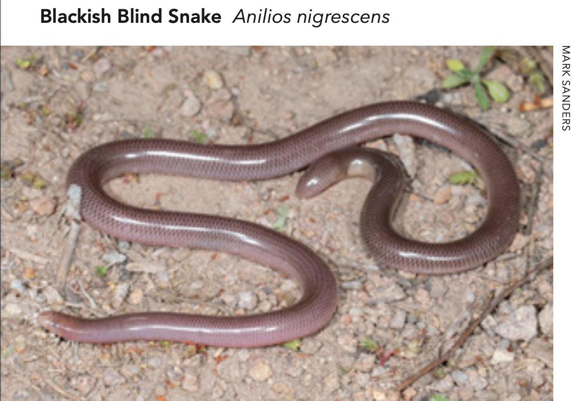 Blackish Blind Snake